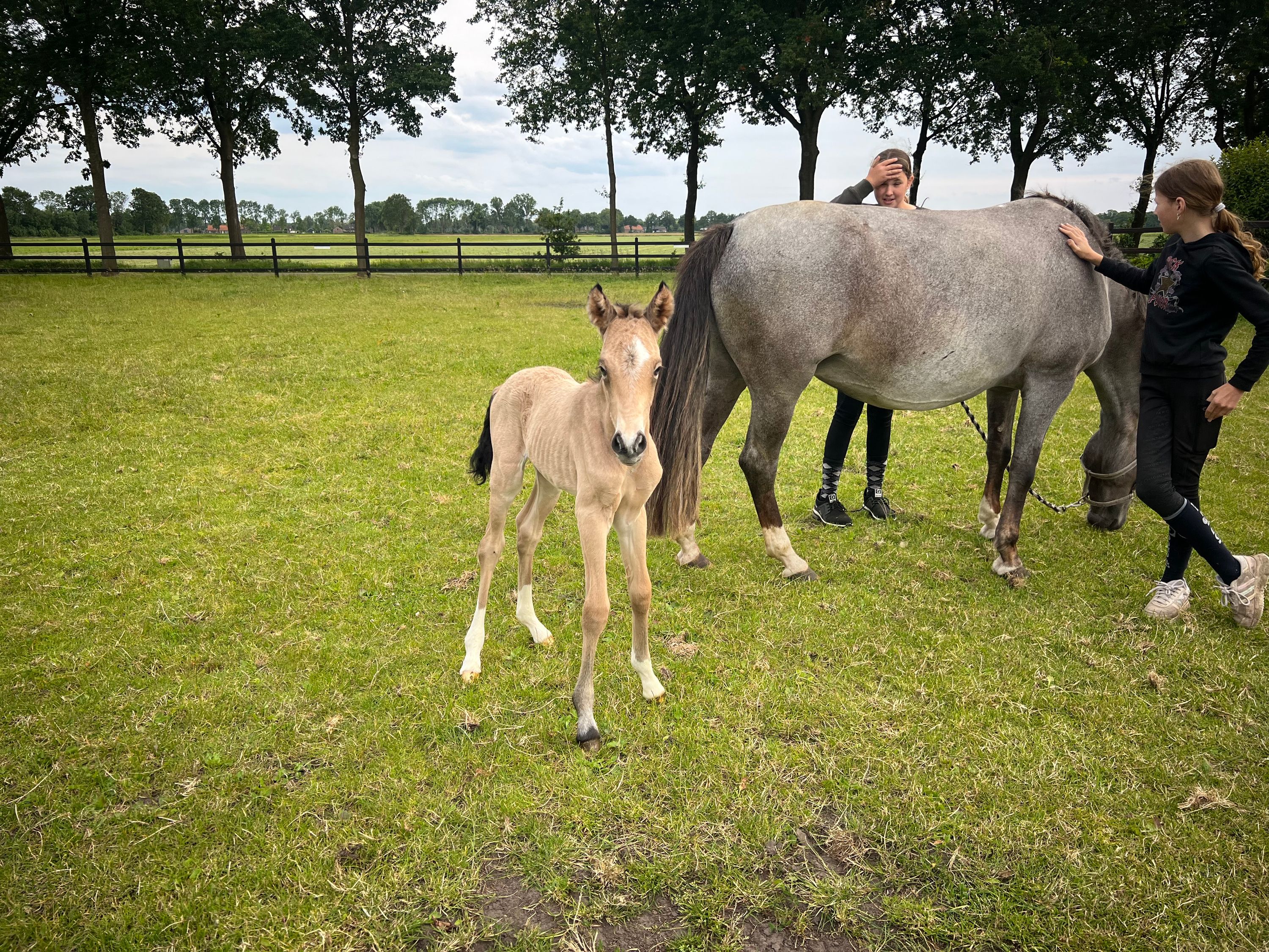 ander recreatie-pony merrie 10 år roan till salu - Foto 6
