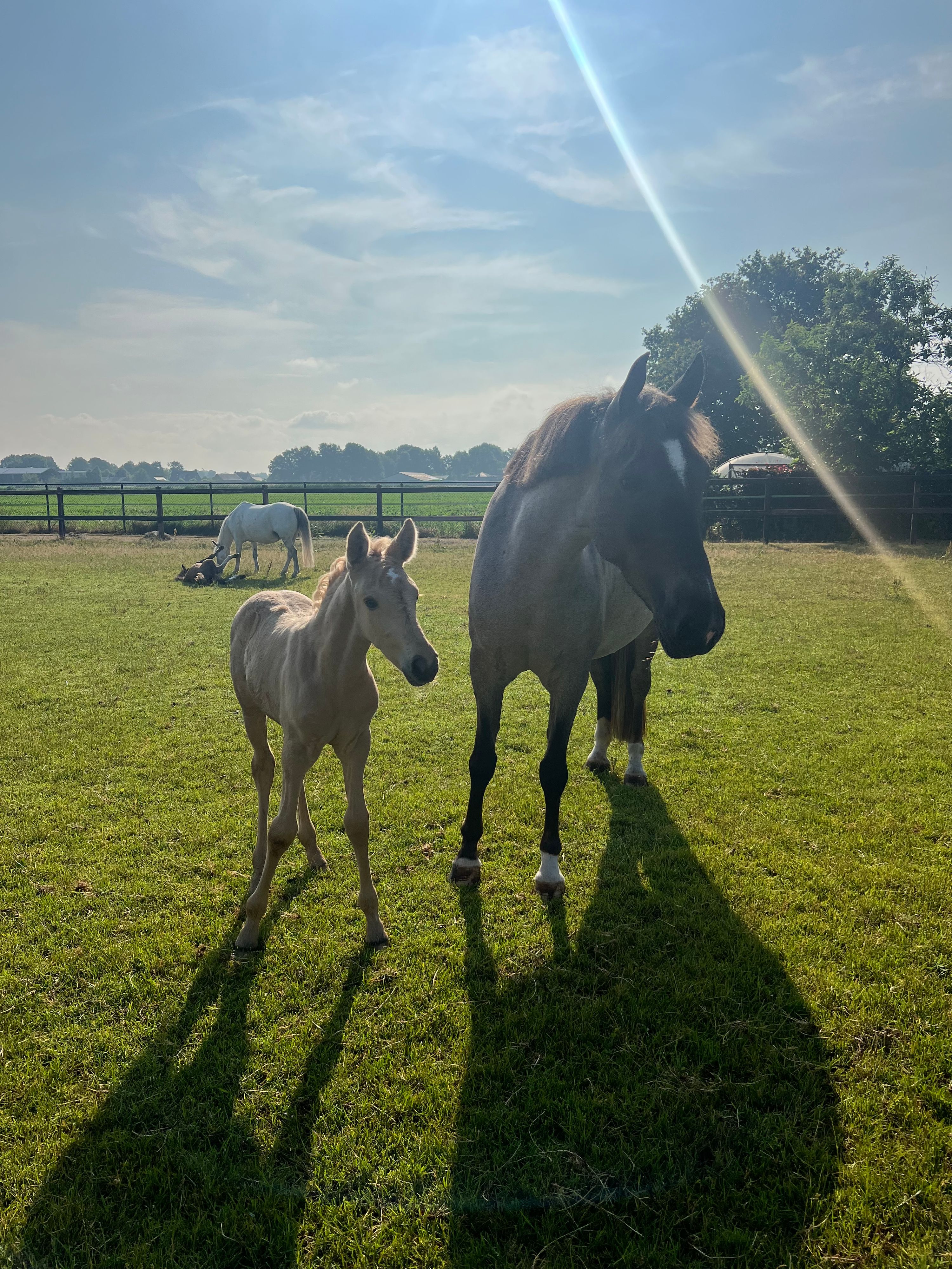 ander recreatie-pony merrie 10 år roan till salu - Foto 3