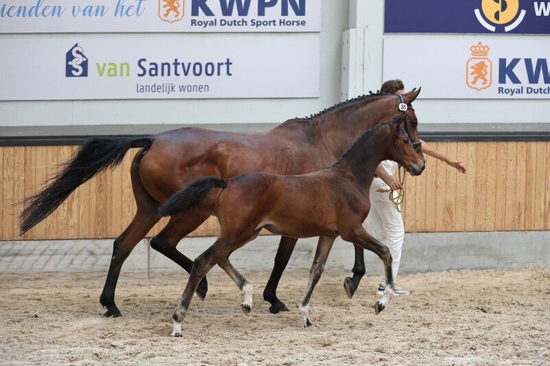 KWPN dressuurpaard merrie 0 ani Bruin de vânzare - Foto 2