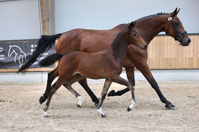 KWPN dressuurpaard merrie 0 ani Bruin de vânzare - Foto 3