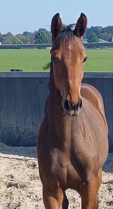 KWPN dressuurpaard merrie 0 ani Bruin de vânzare - Foto 4