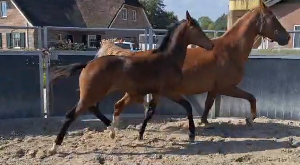 KWPN dressuurpaard merrie 0 ani Bruin de vânzare - Foto 5