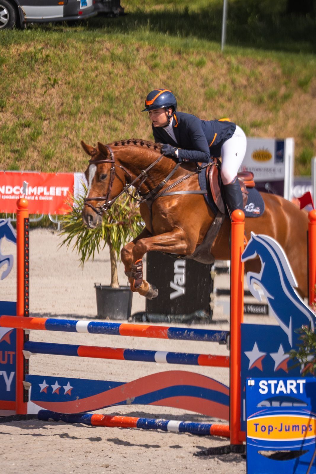 kwpn springpaard ruin 4 år vos til salg - Foto 2