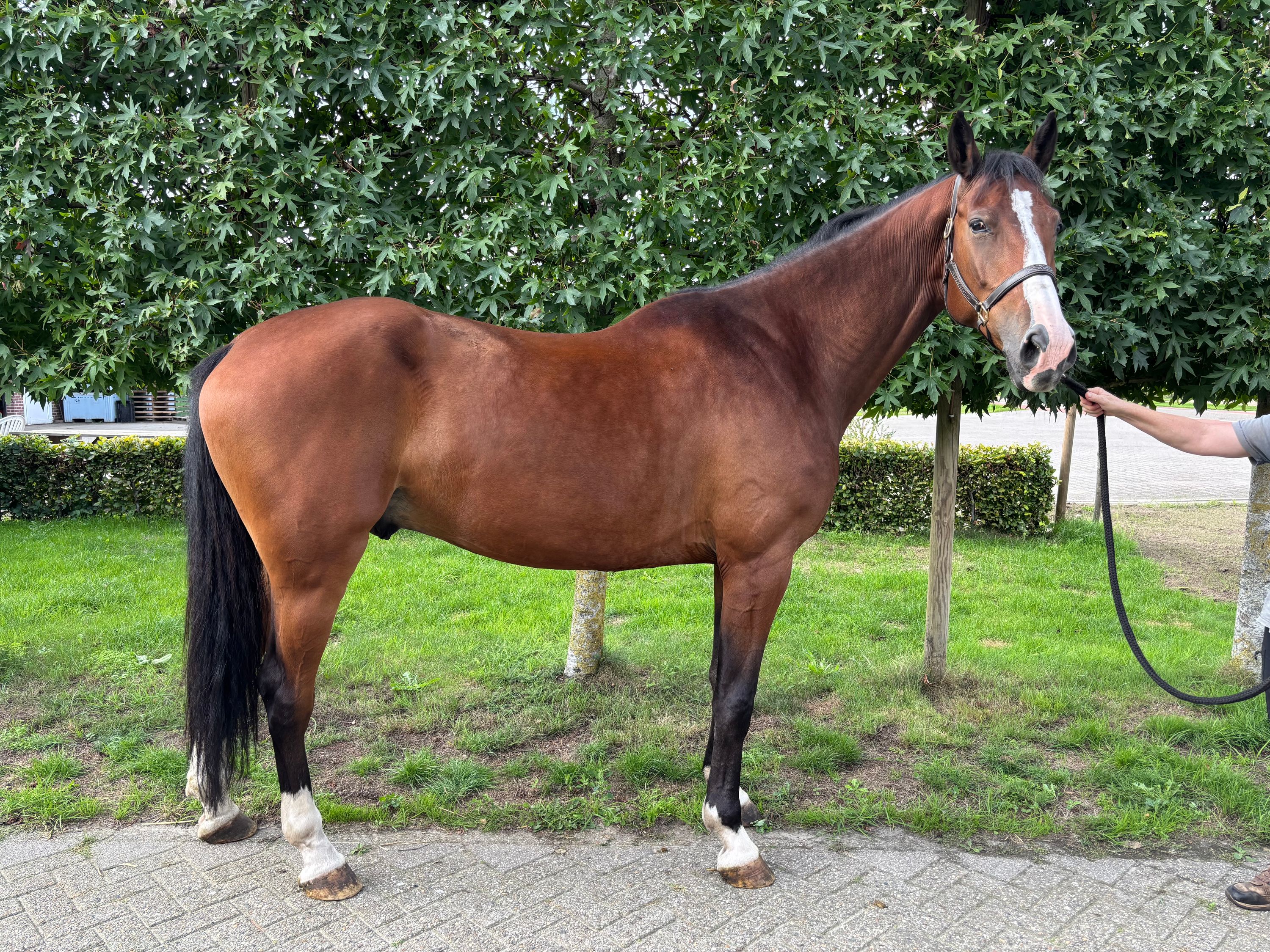 kwpn springpaard ruin 6 ani bruin de vânzare - Foto 3