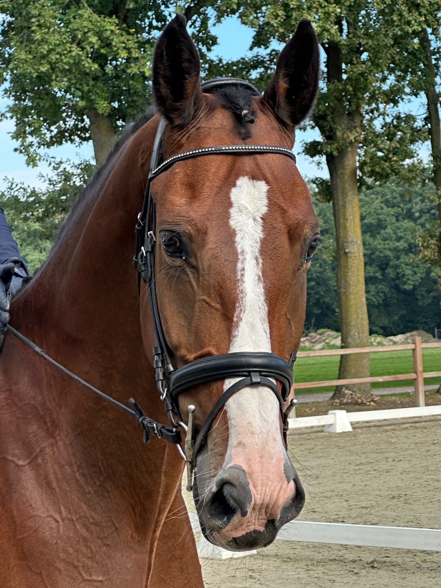 kwpn springpaard ruin 6 ani bruin de vânzare - Foto 4