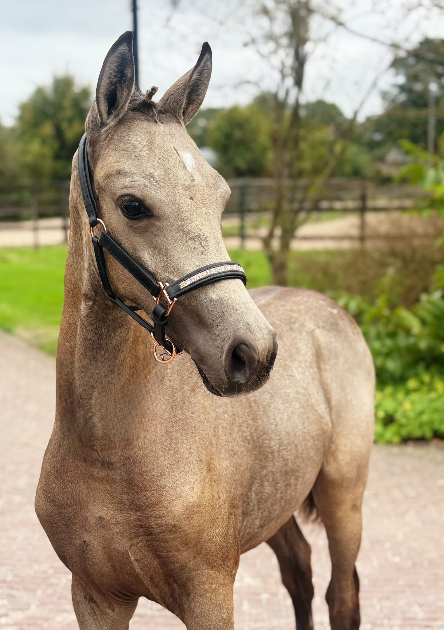 ✨ Exclusive buckskin filly – Golden Star × FS Mr. Right × Lissara (Hann)