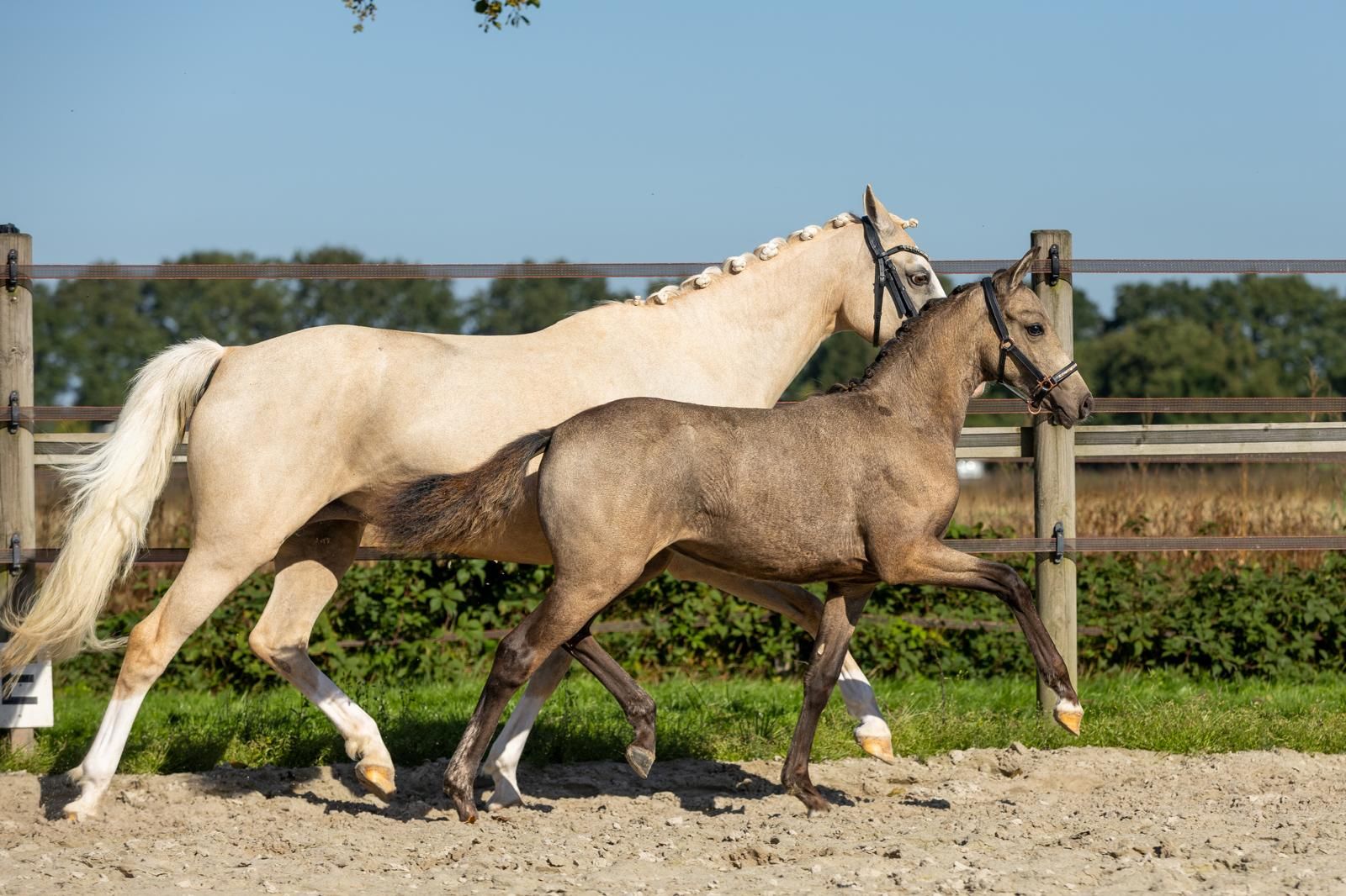 nrps dressuurpony merrie 0 years old andere-kleur for sale - Photo 3