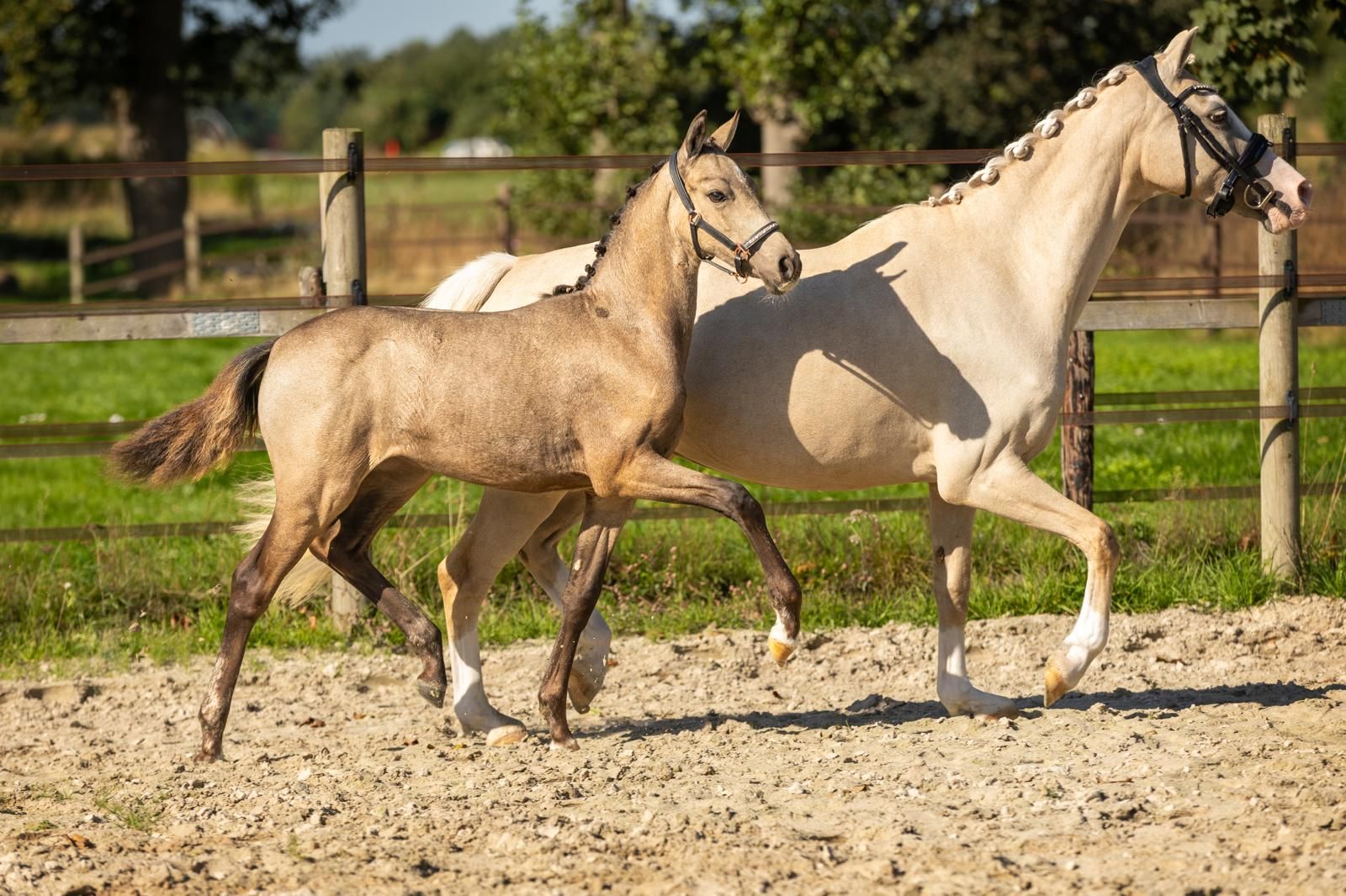 nrps dressuurpony merrie 0 years old andere-kleur for sale - Photo 2