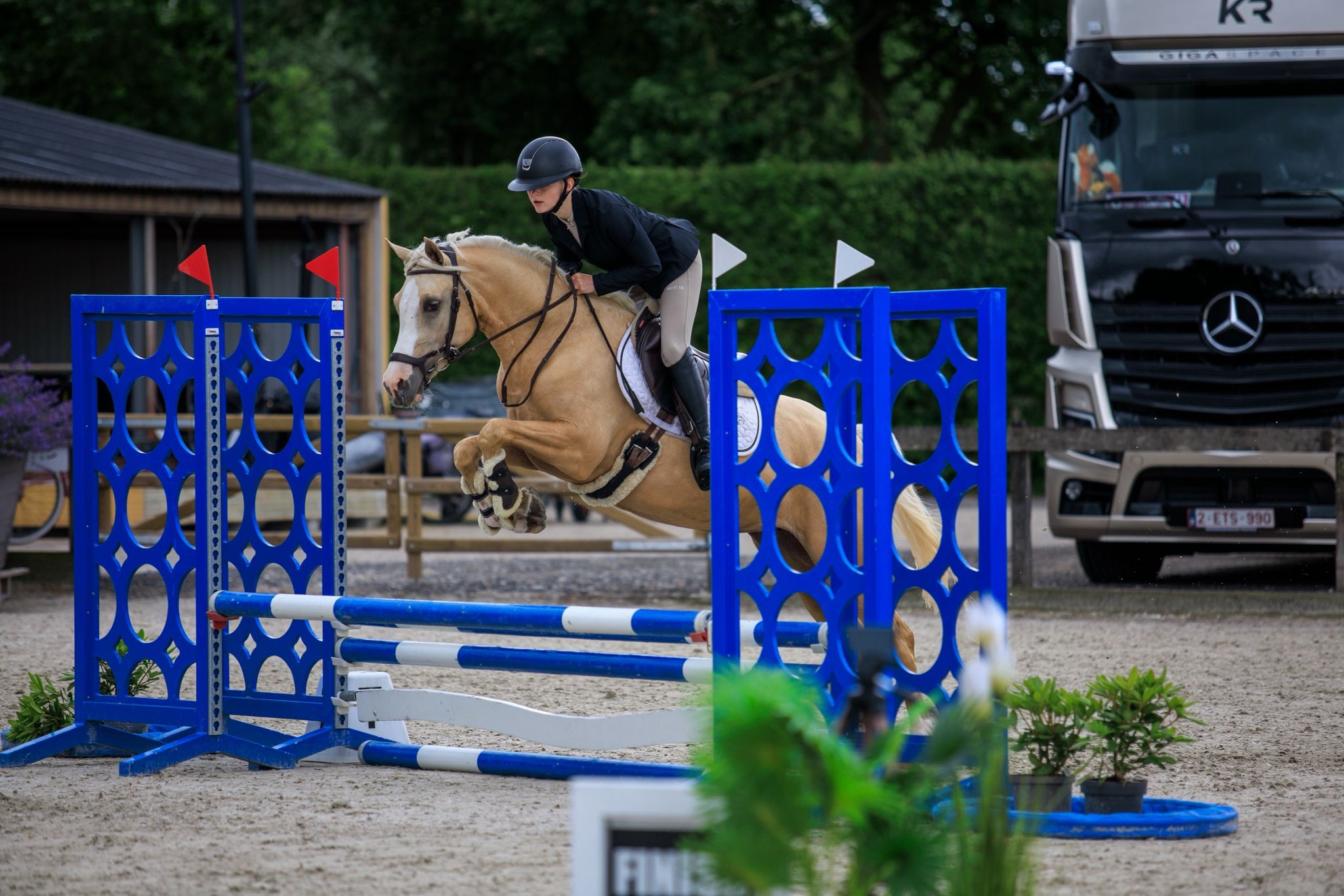 Stunning Palomino mare