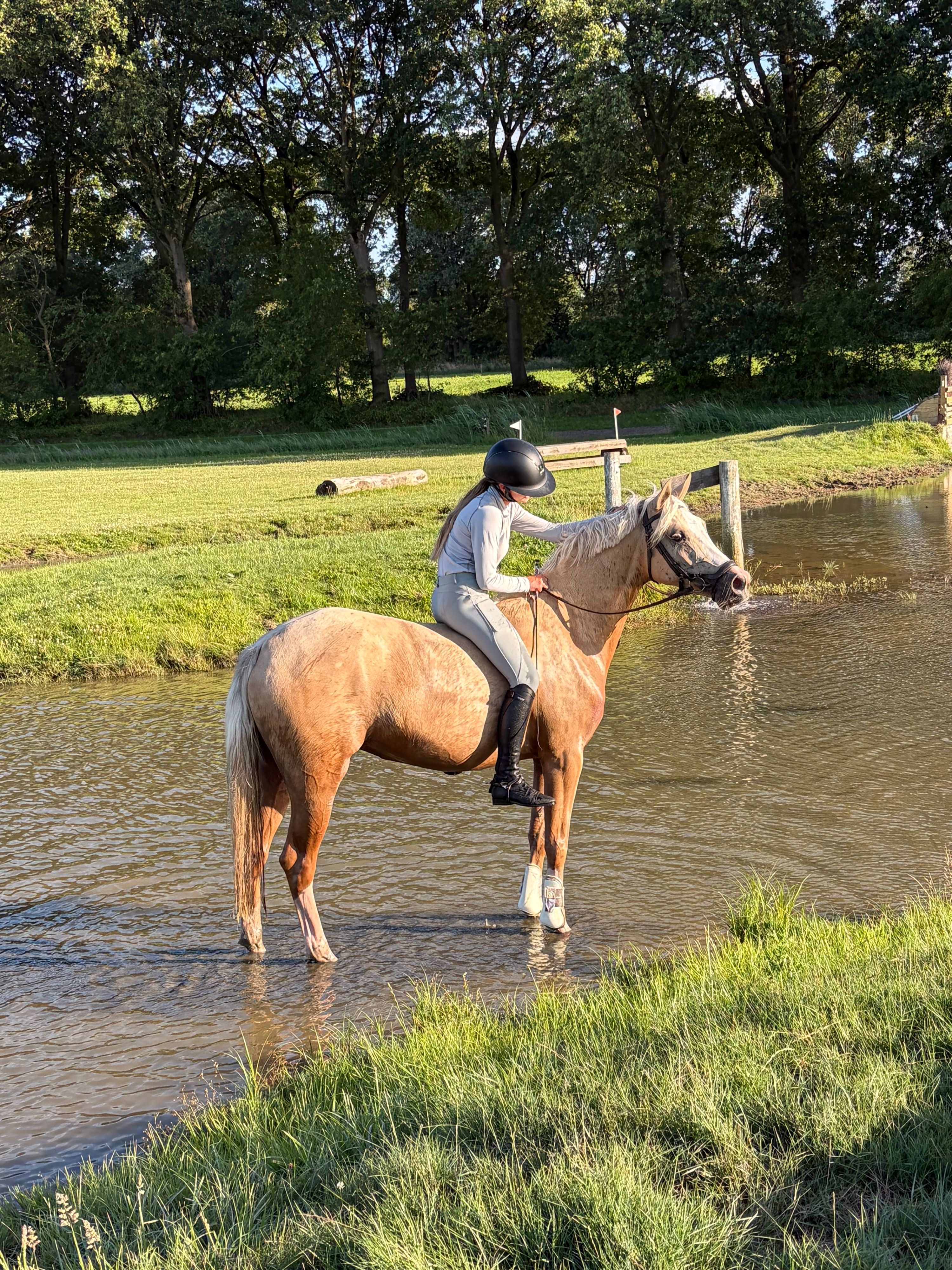 nrps allround-pony merrie 4 años palomino en venta - Foto 5