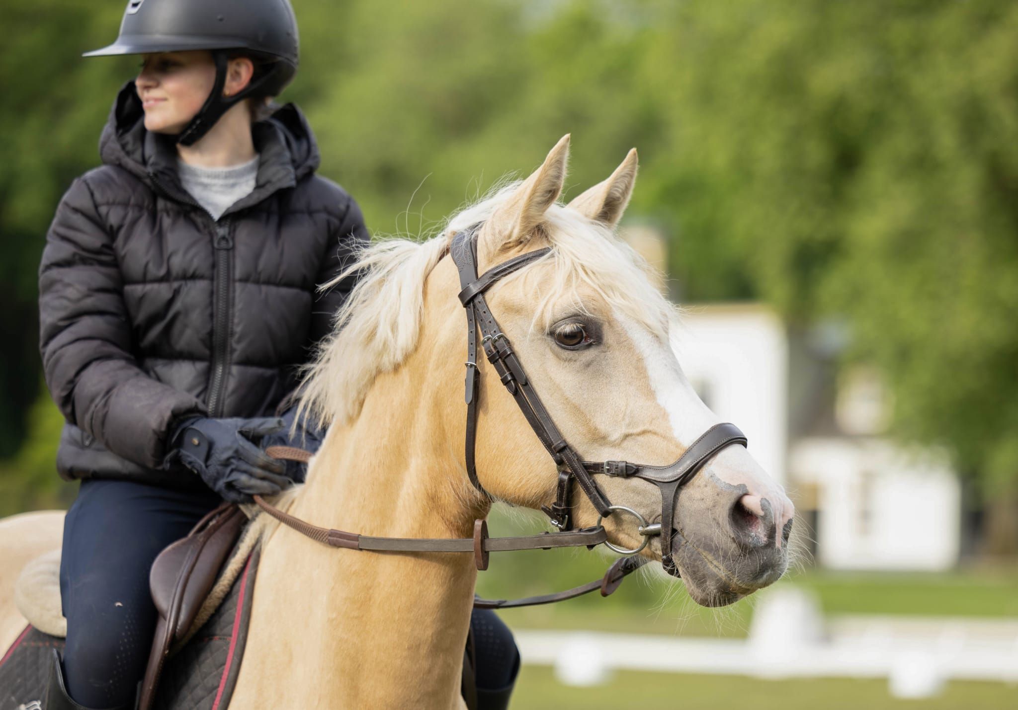 nrps allround-pony merrie 4 años palomino en venta - Foto 2