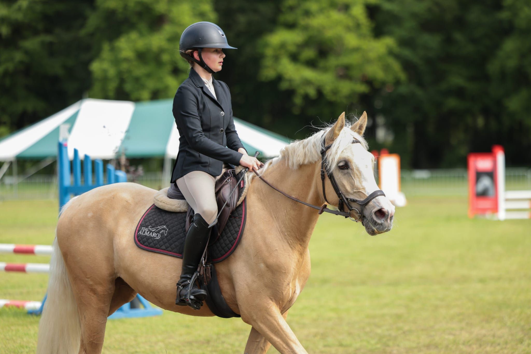 nrps allround-pony merrie 4 años palomino en venta - Foto 6