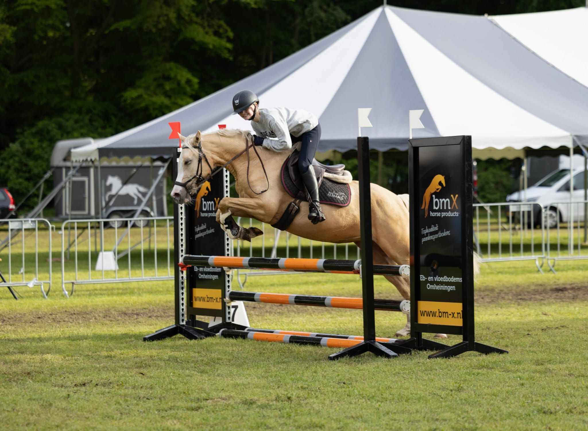 nrps allround-pony merrie 4 años palomino en venta - Foto 3