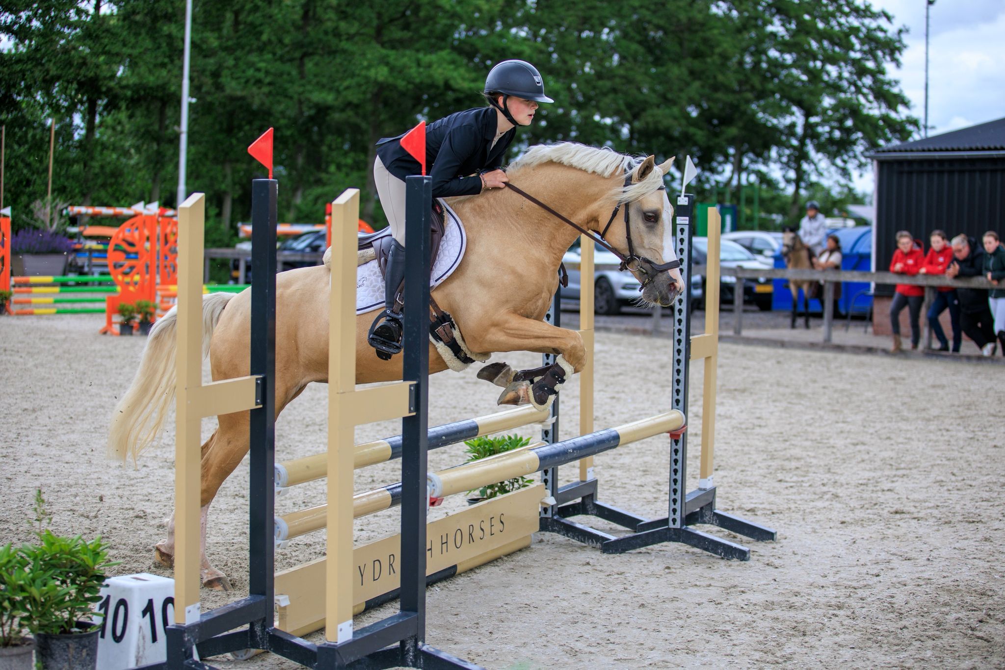 nrps allround-pony merrie 4 años palomino en venta - Foto 4