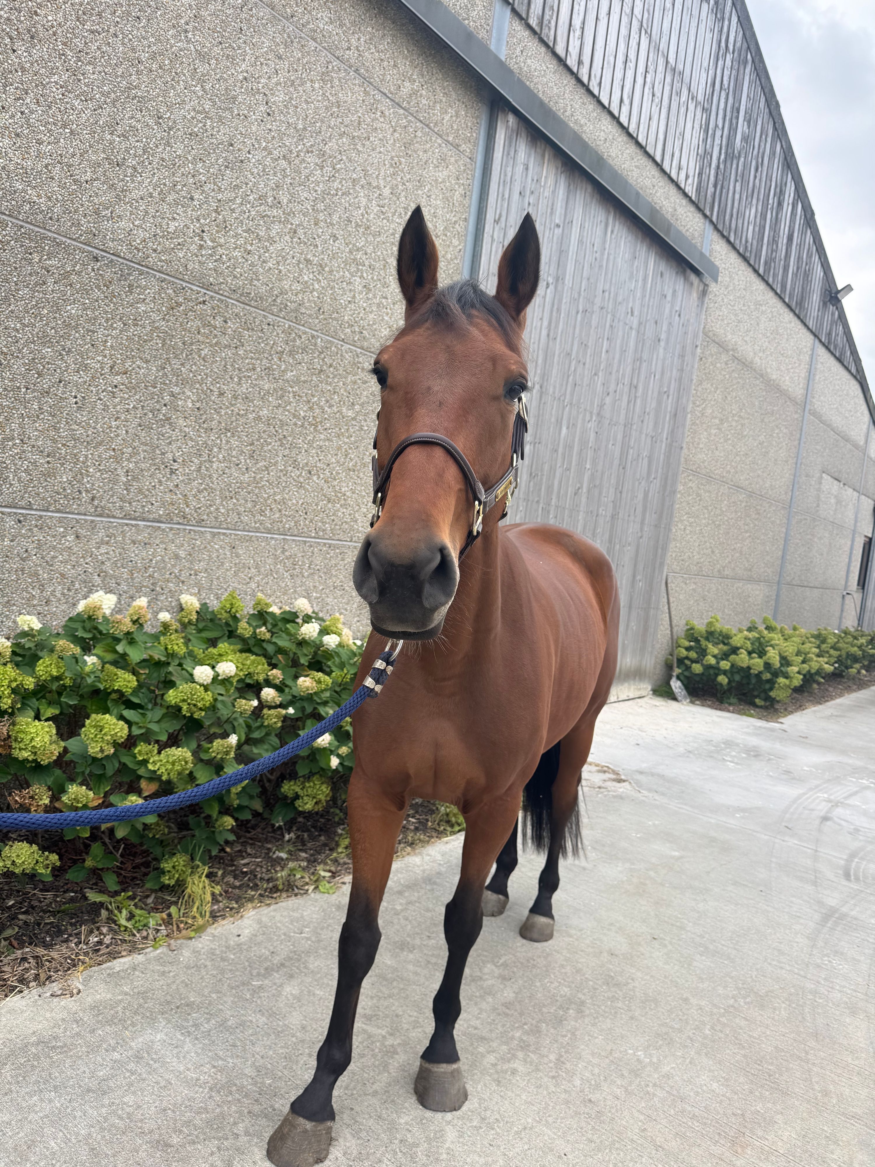 5 jarige springmerrie 