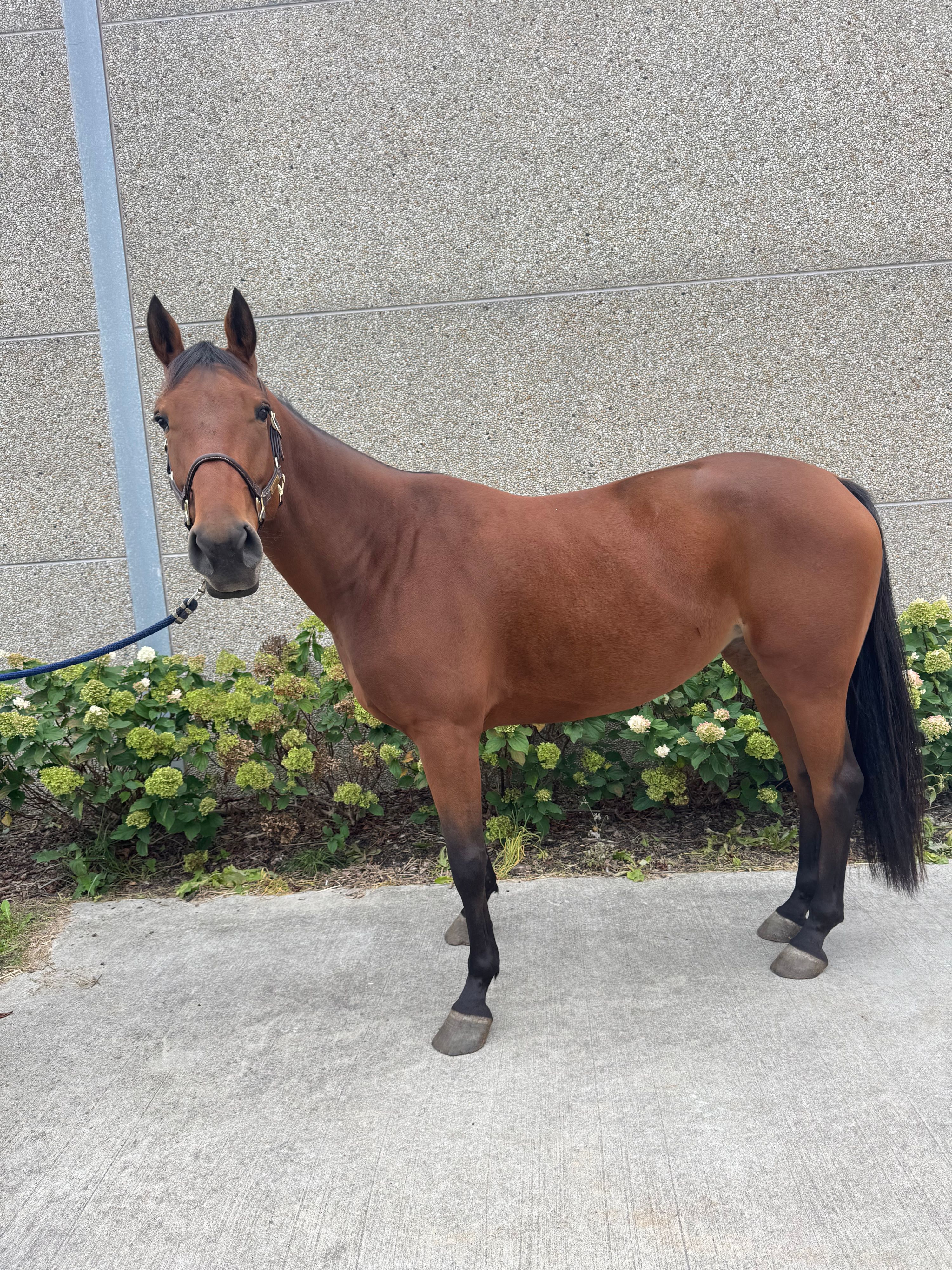 zangersheide springpaard merrie 5 سنوات للبيع - صورة 3