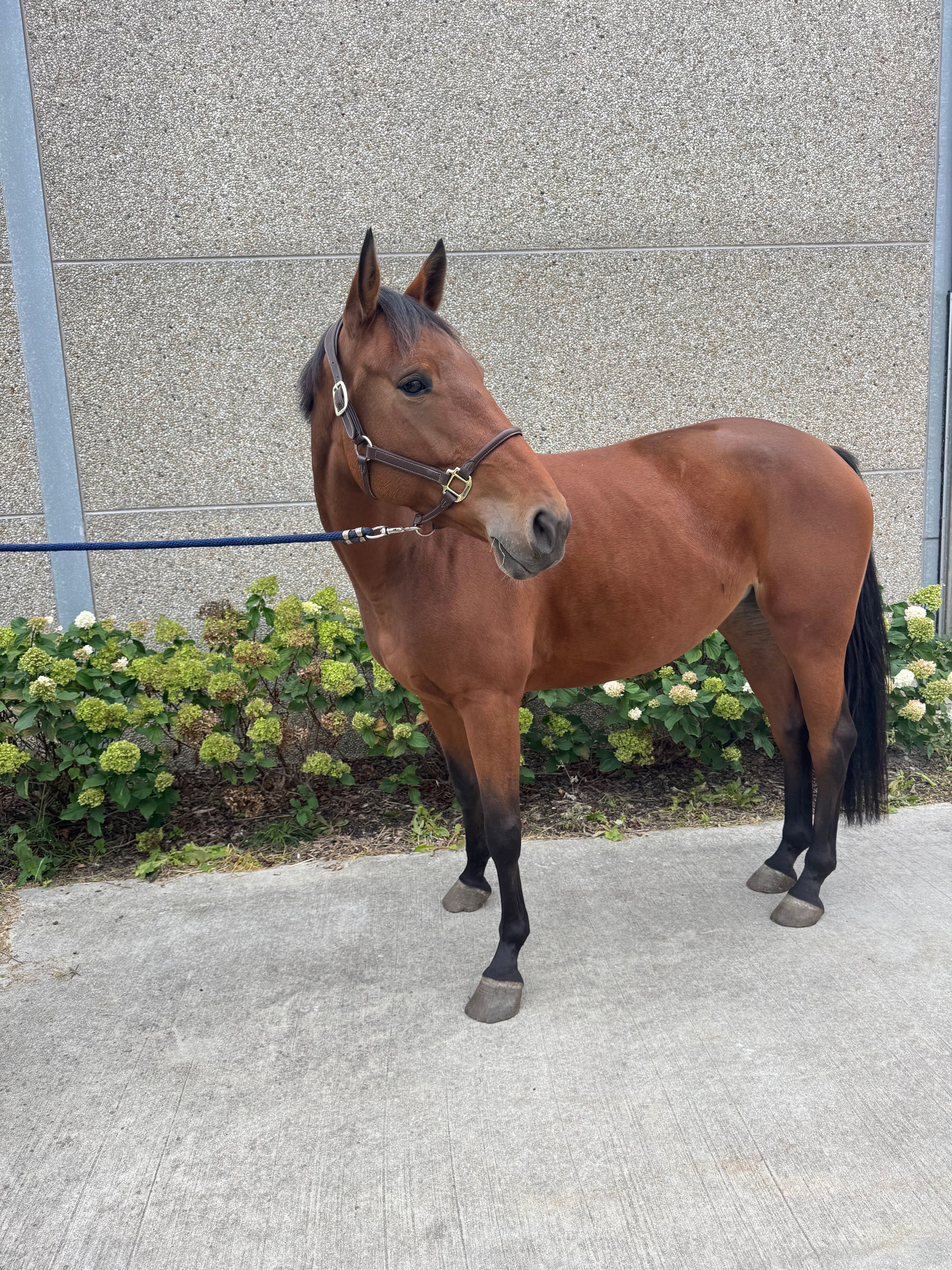 zangersheide springpaard merrie 5 سنوات للبيع - صورة 2
