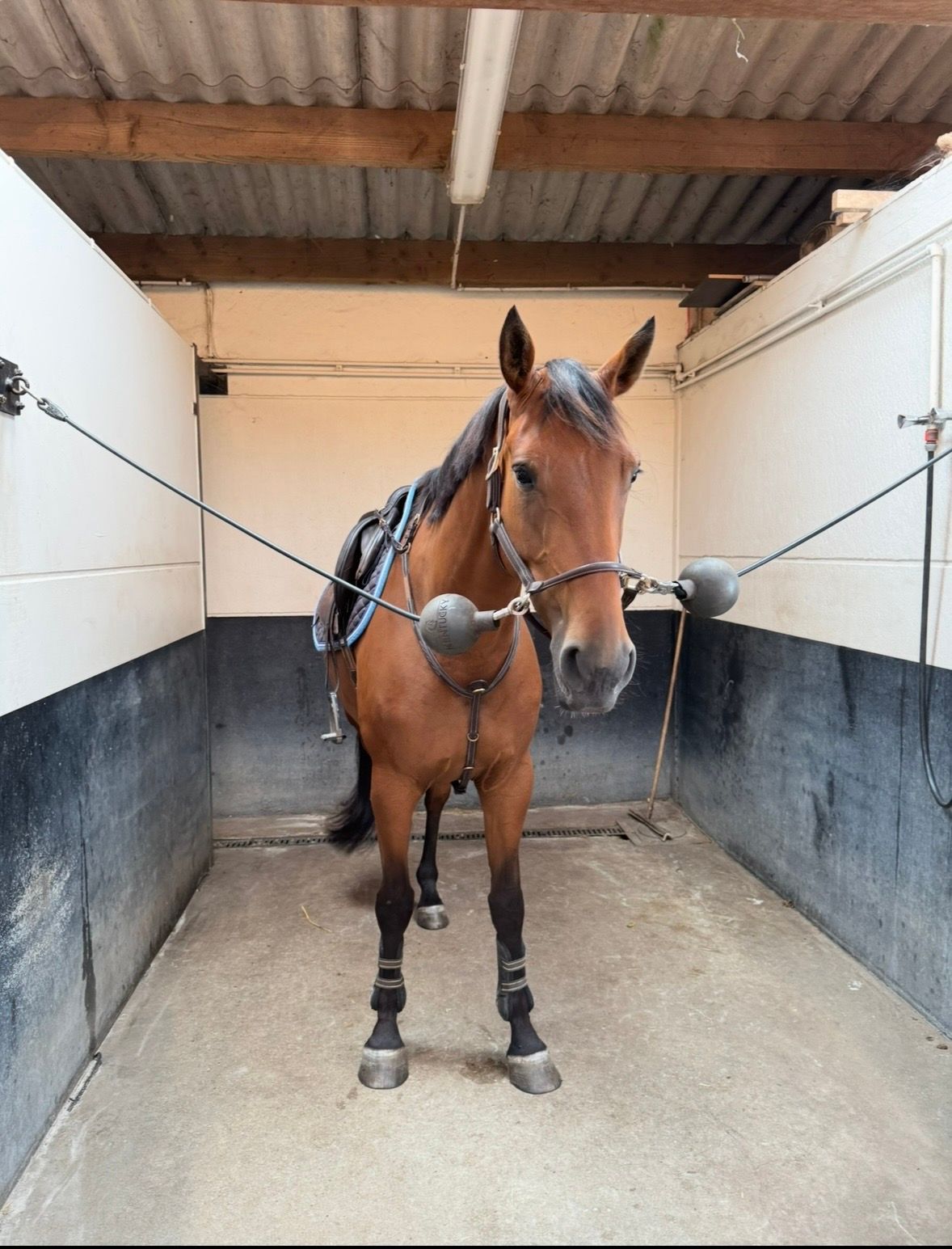 zangersheide springpaard merrie 5 سنوات للبيع - صورة 5