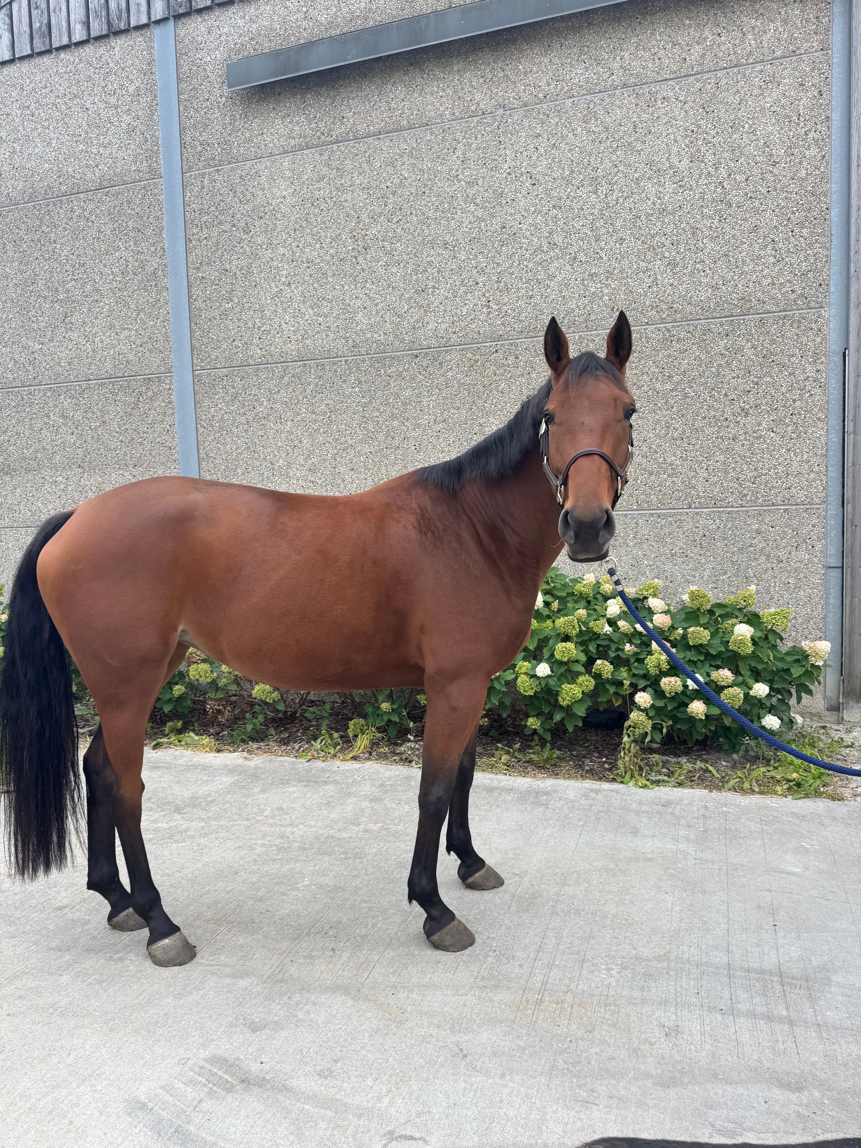 zangersheide springpaard merrie 5 سنوات للبيع - صورة 4