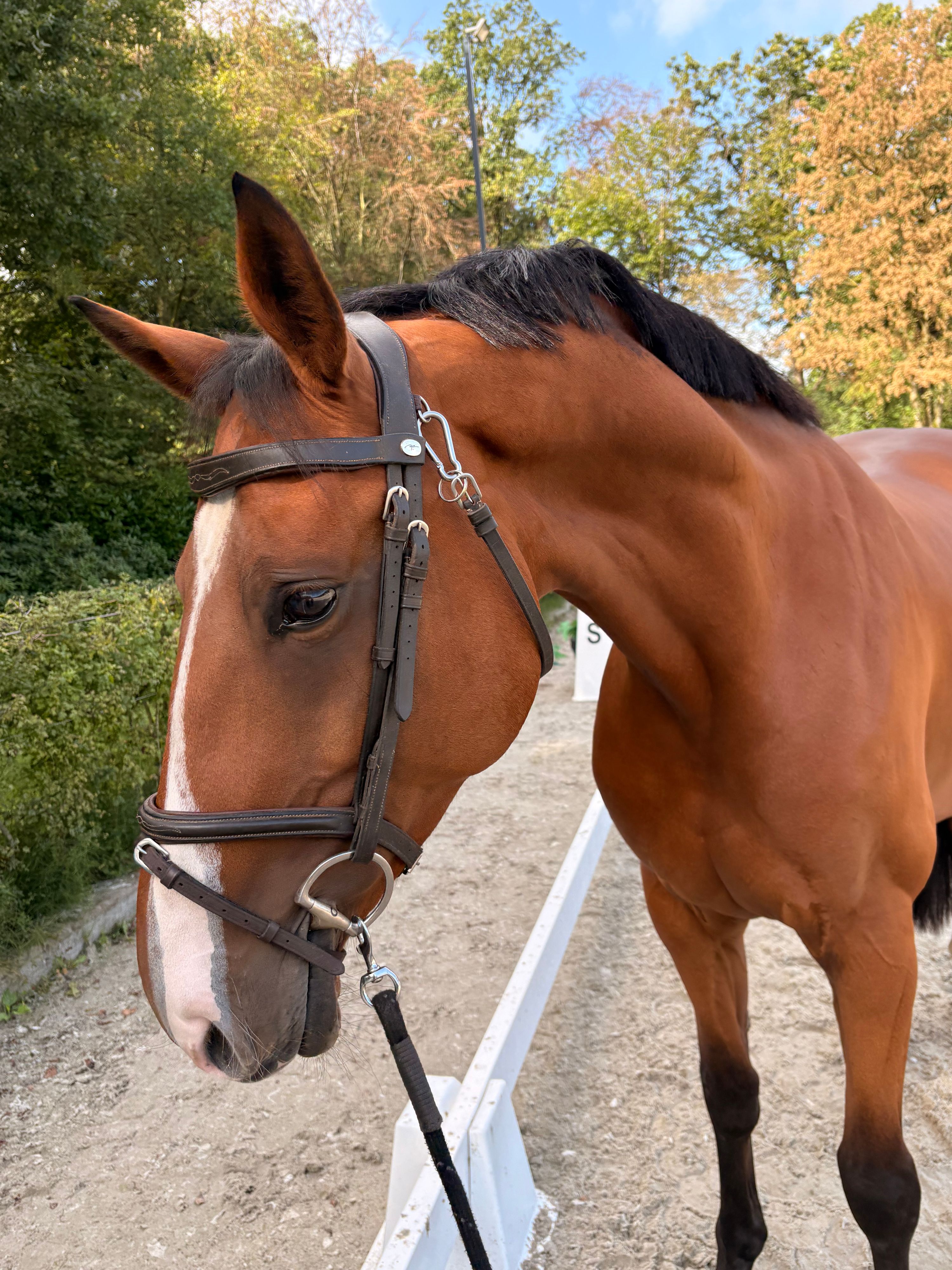 kwpn springpaard merrie 8 سنوات donkerbruin للبيع - صورة 2