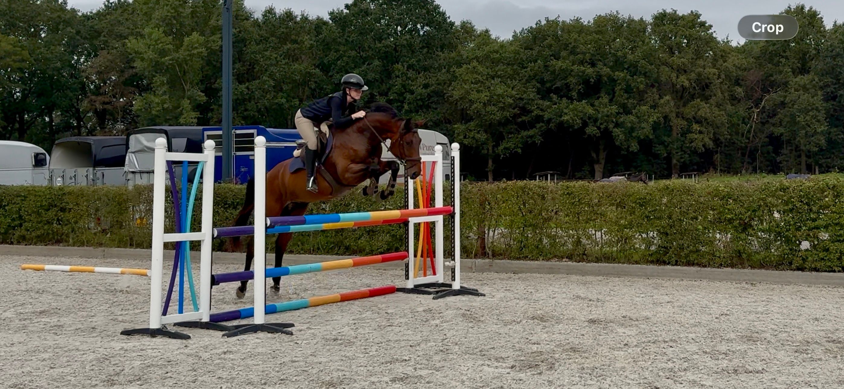 kwpn springpaard ruin 3 ani donkerbruin de vânzare - Foto 3