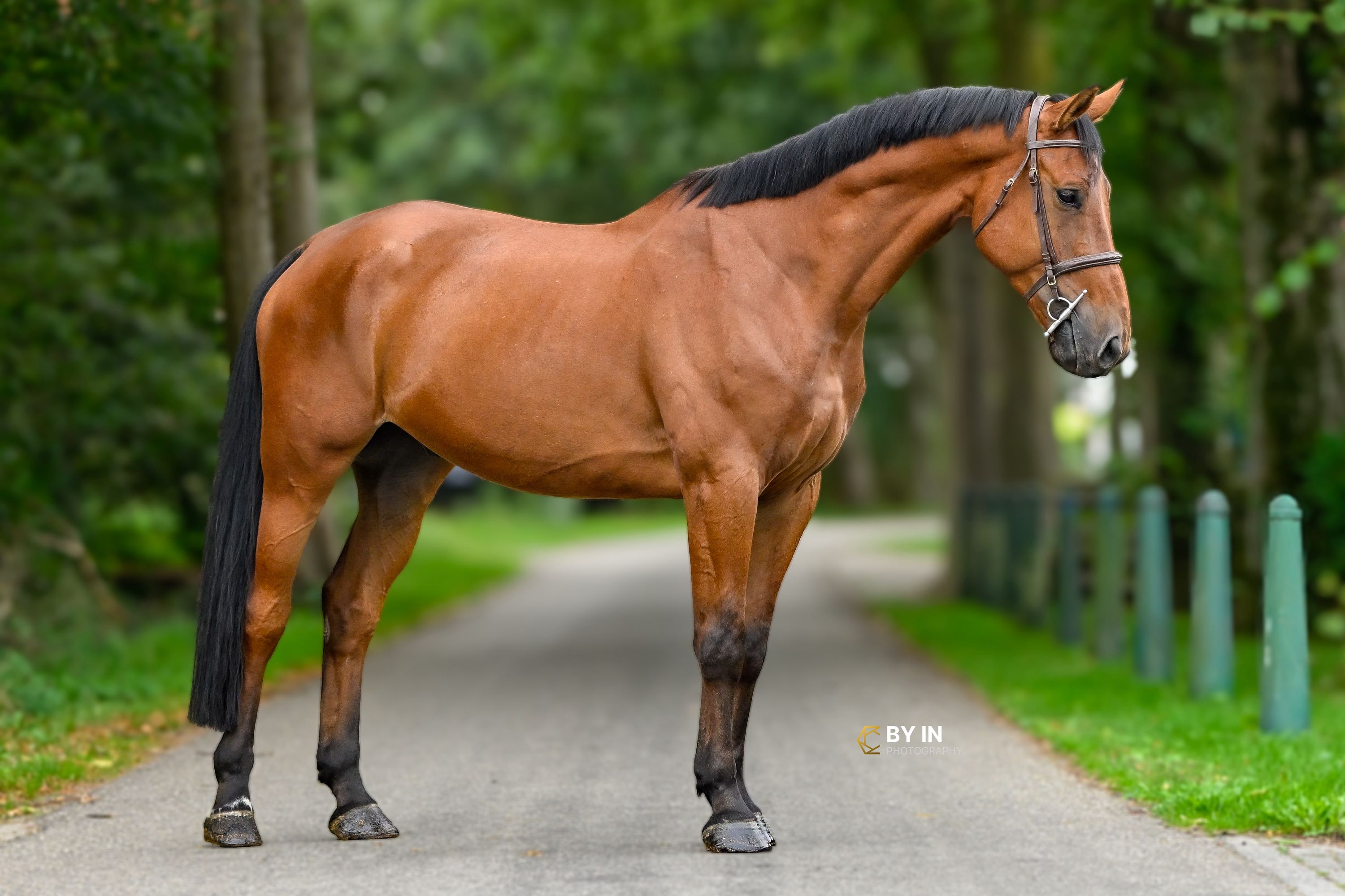 zangersheide springpaard ruin 6 år bruin till salu - Foto 2