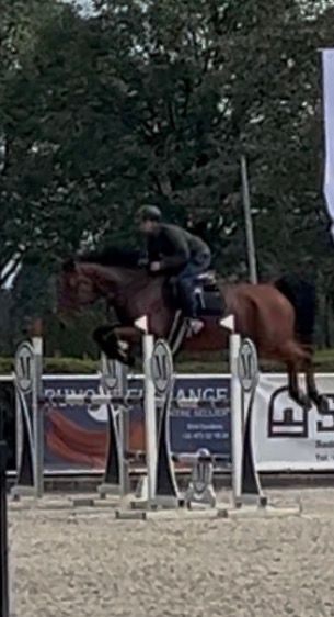 zangersheide springpaard ruin 6 år bruin till salu - Foto 6