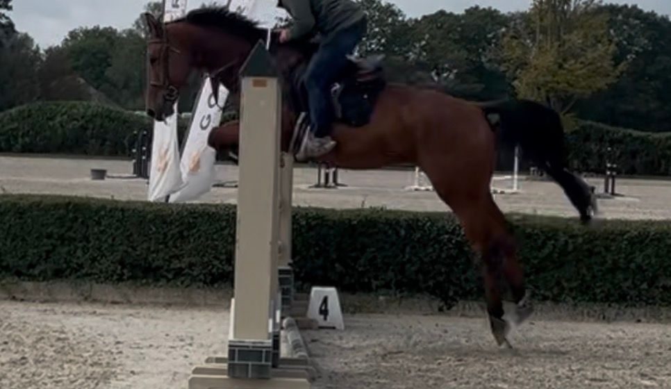 zangersheide springpaard ruin 6 år bruin till salu - Foto 5