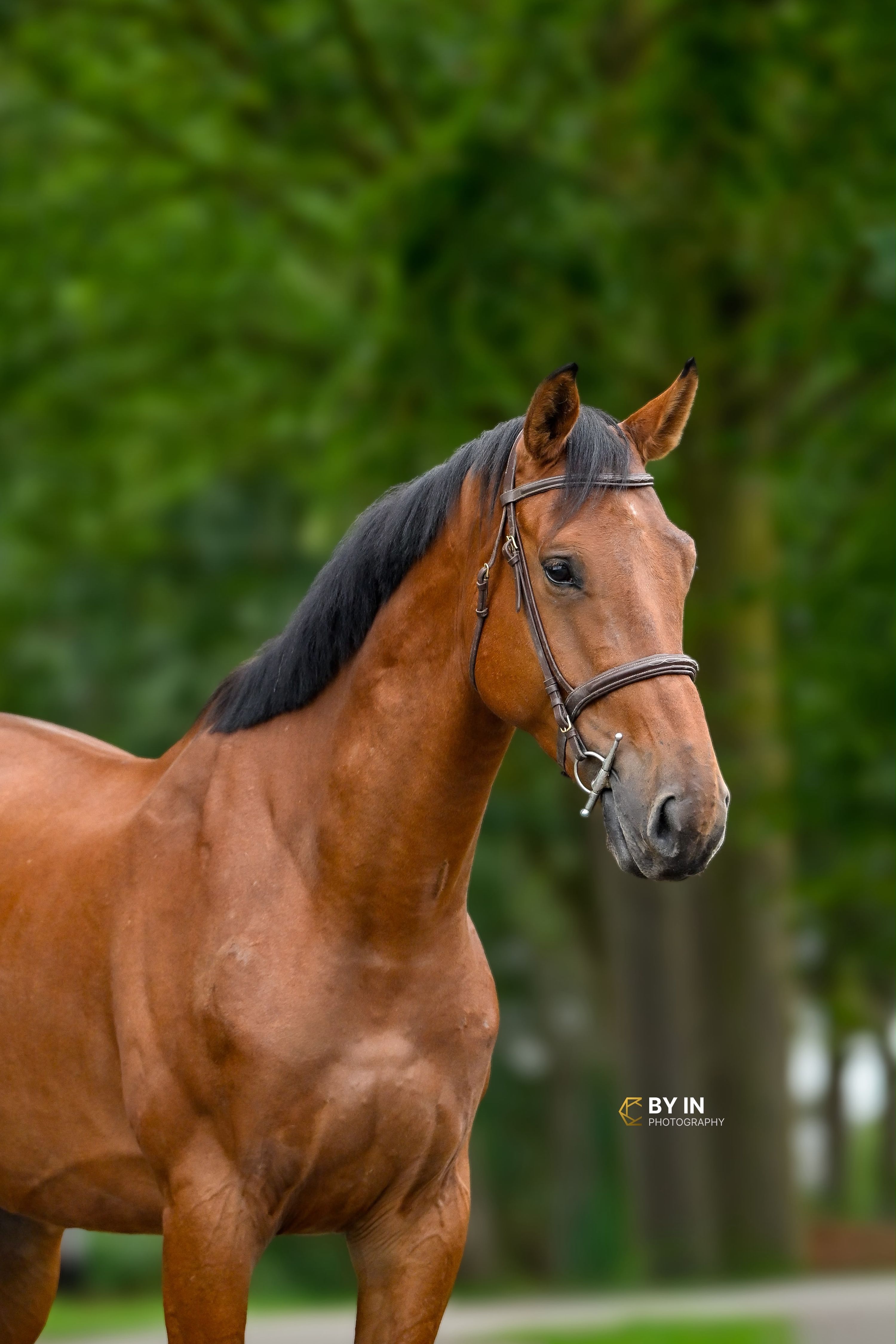 zangersheide springpaard ruin 6 år bruin till salu - Foto 3