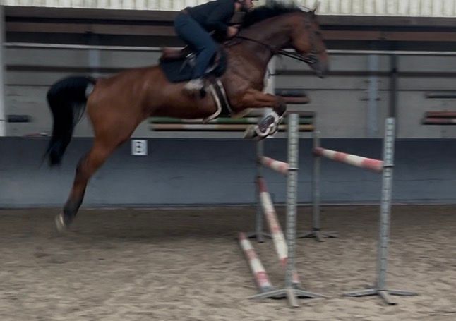 zangersheide springpaard ruin 6 år bruin till salu - Foto 4