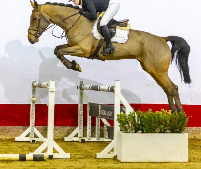 zangersheide springpaard ruin 6 ετών bruin προς πώληση - Φωτογραφία 3