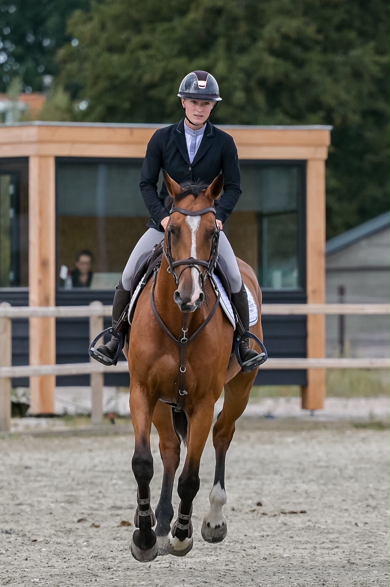 kwpn springpaard merrie 8 lat donkerbruin na sprzedaż - Zdjęcie 3