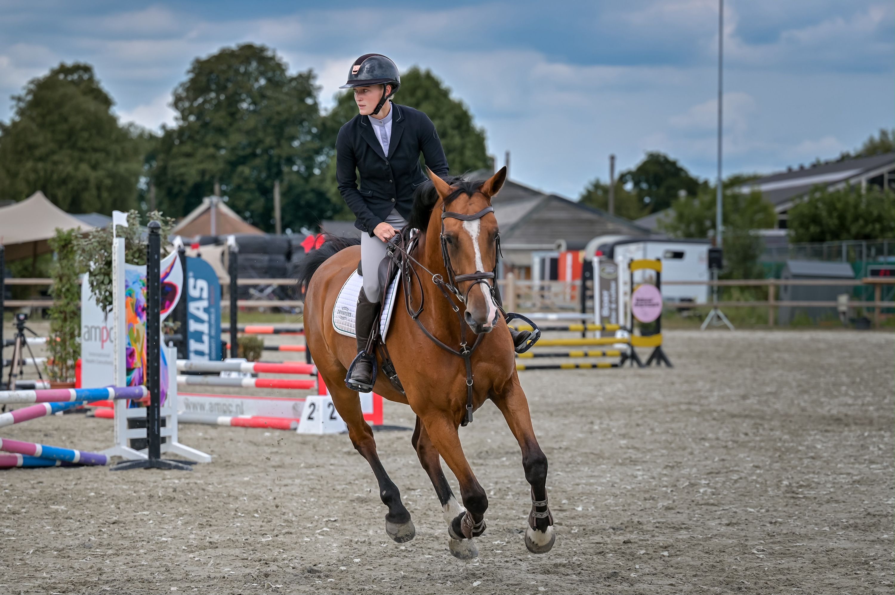 kwpn springpaard merrie 8 lat donkerbruin na sprzedaż - Zdjęcie 4