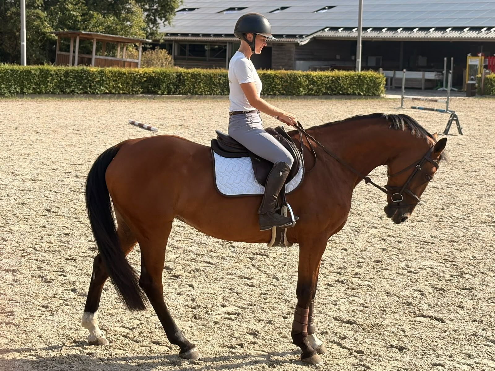 kwpn springpaard merrie 8 lat donkerbruin na sprzedaż - Zdjęcie 5