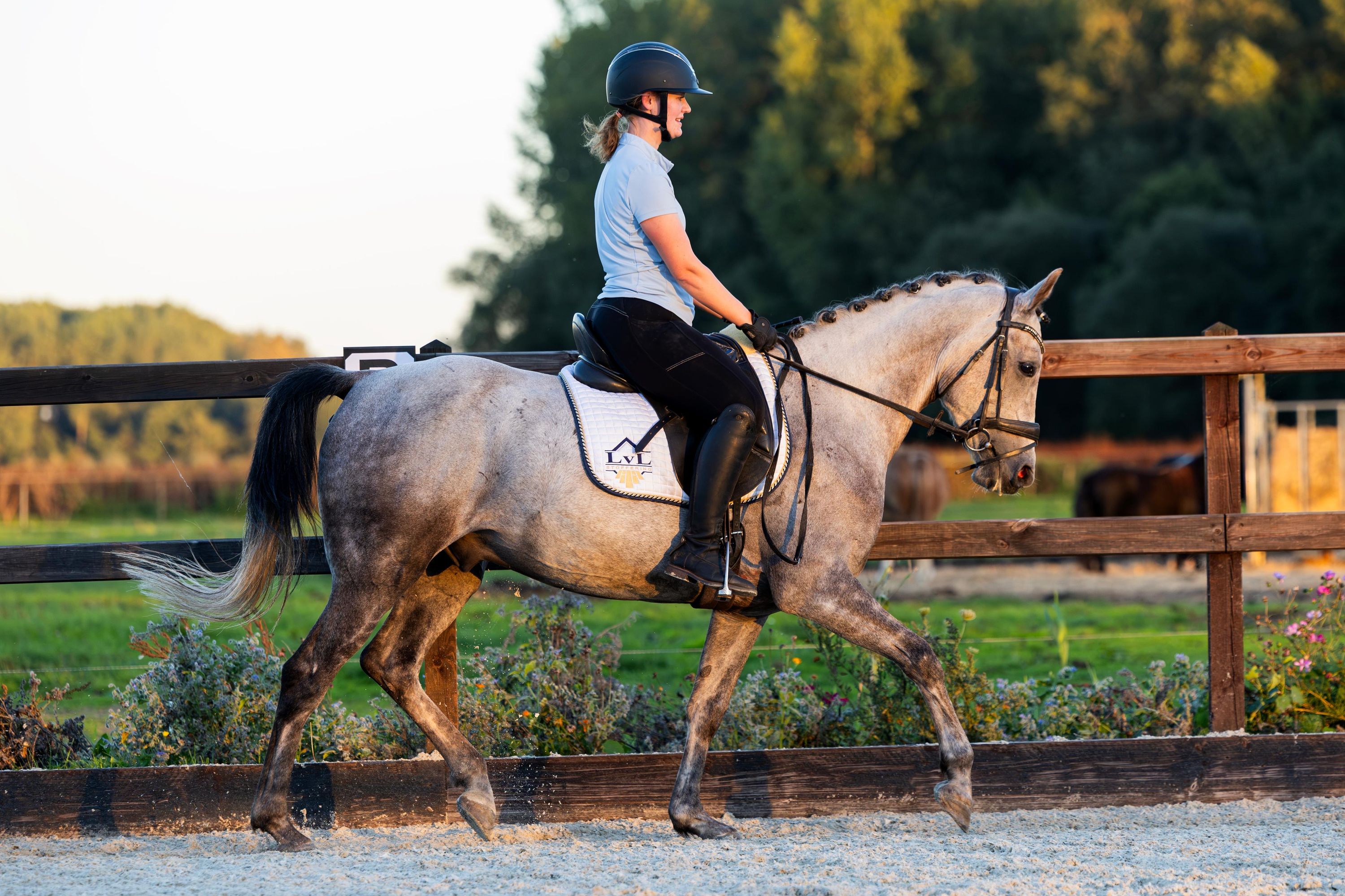 irish-sport-horse allround-pony ruin 7 år schimmel till salu - Foto 2