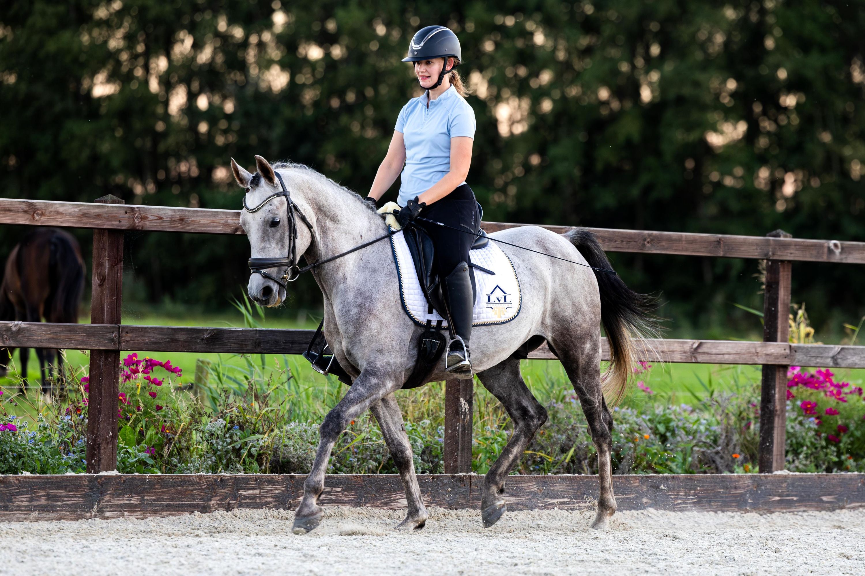 irish-sport-horse allround-pony ruin 7 år schimmel till salu - Foto 3