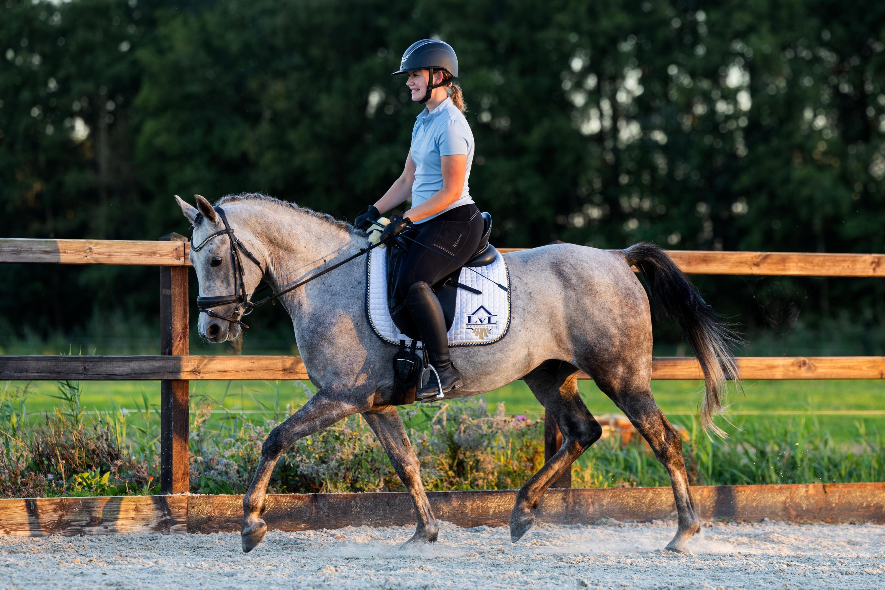 irish-sport-horse allround-pony ruin 7 år schimmel till salu - Foto 4