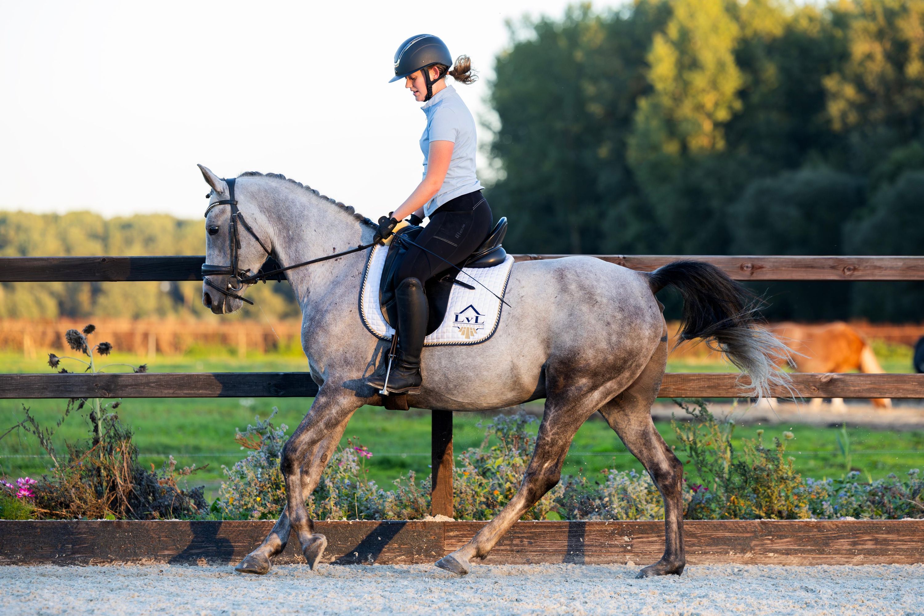 irish-sport-horse allround-pony ruin 7 år schimmel till salu - Foto 5