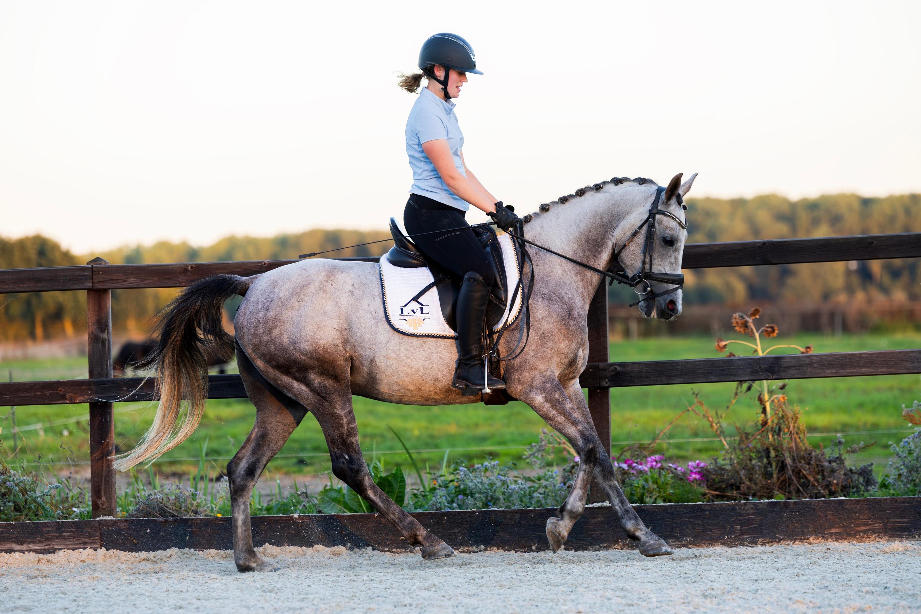 irish-sport-horse allround-pony ruin 7 år schimmel till salu - Foto 6