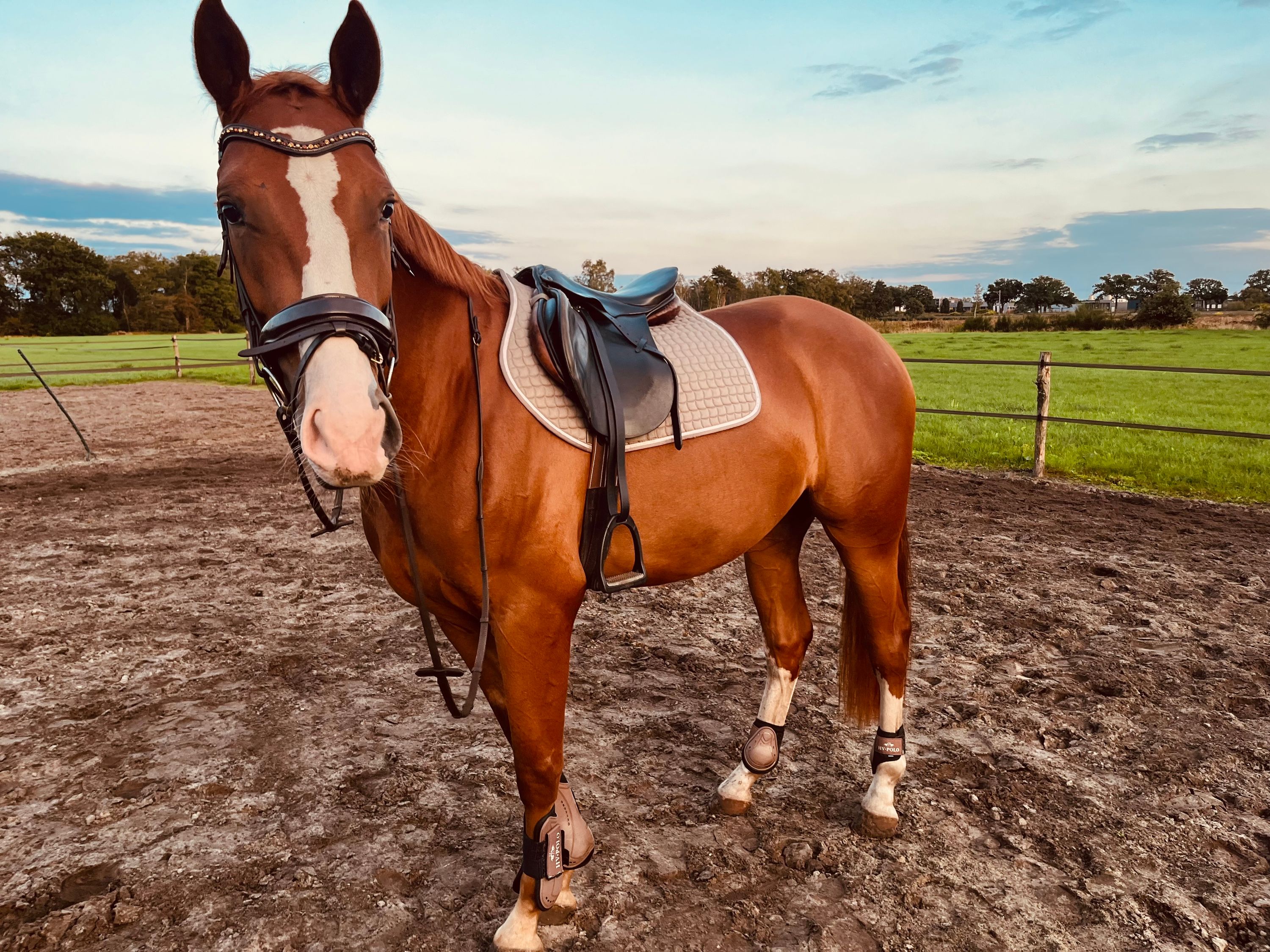 nrps dressuurpaard ruin 3 år vos till salu - Foto 2