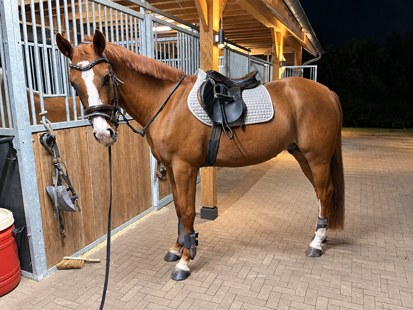 nrps dressuurpaard ruin 3 år vos till salu - Foto 5