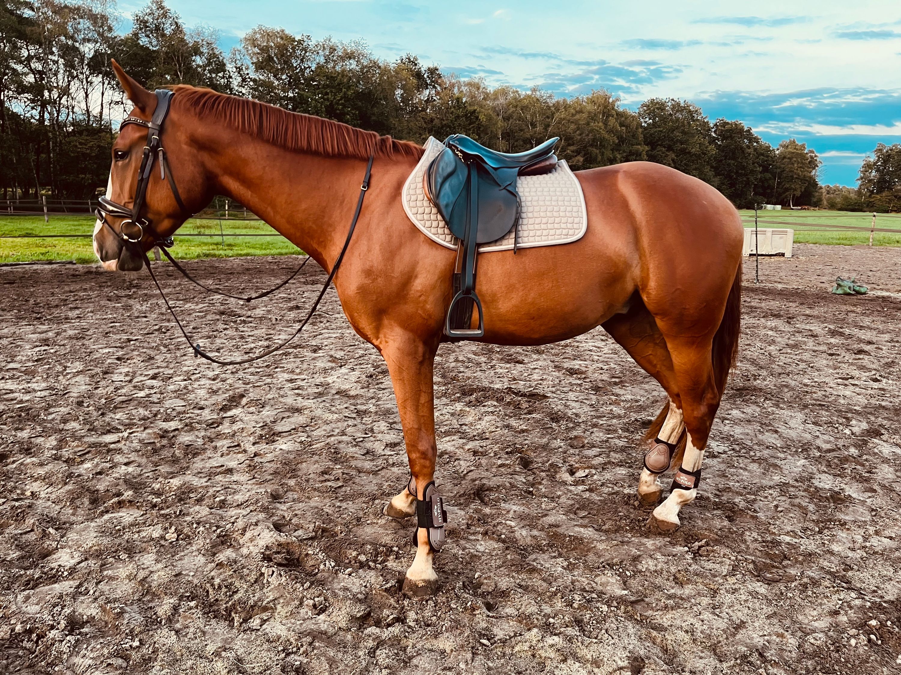 nrps dressuurpaard ruin 3 år vos till salu - Foto 3