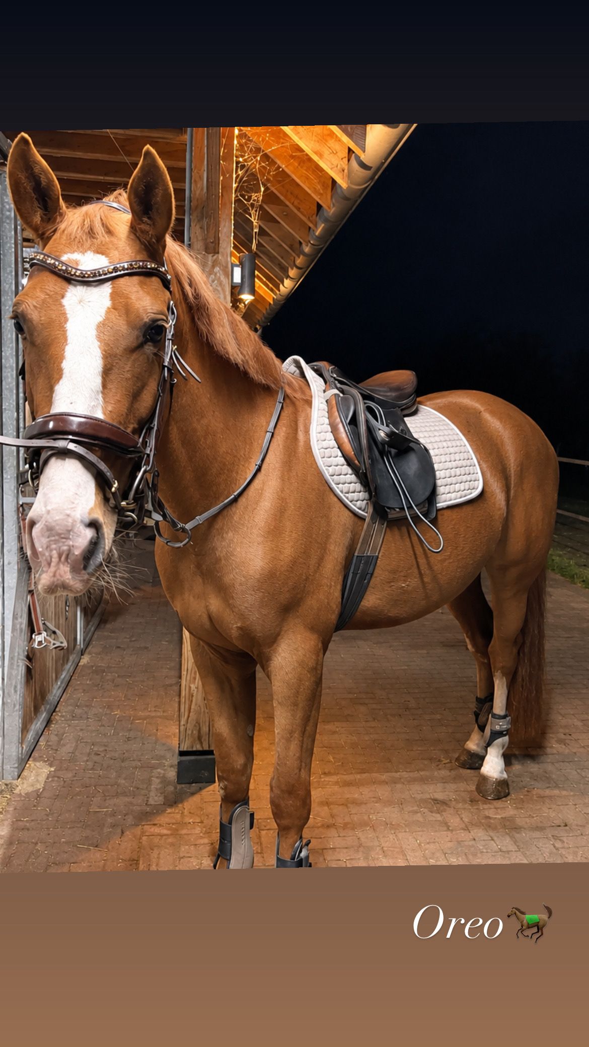 nrps dressuurpaard ruin 3 år vos till salu - Foto 4