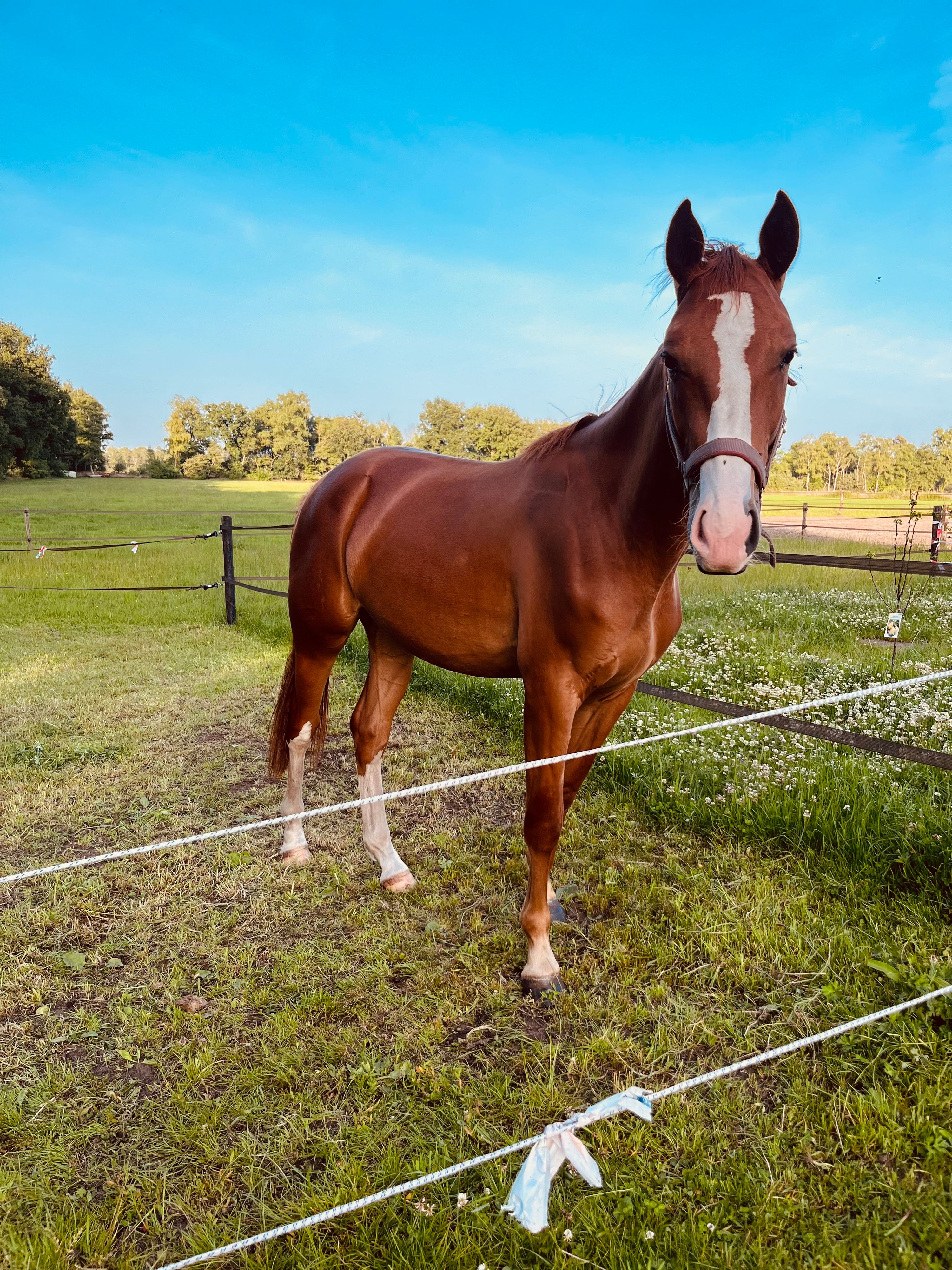 Attractive young NRPS gelding with potential.