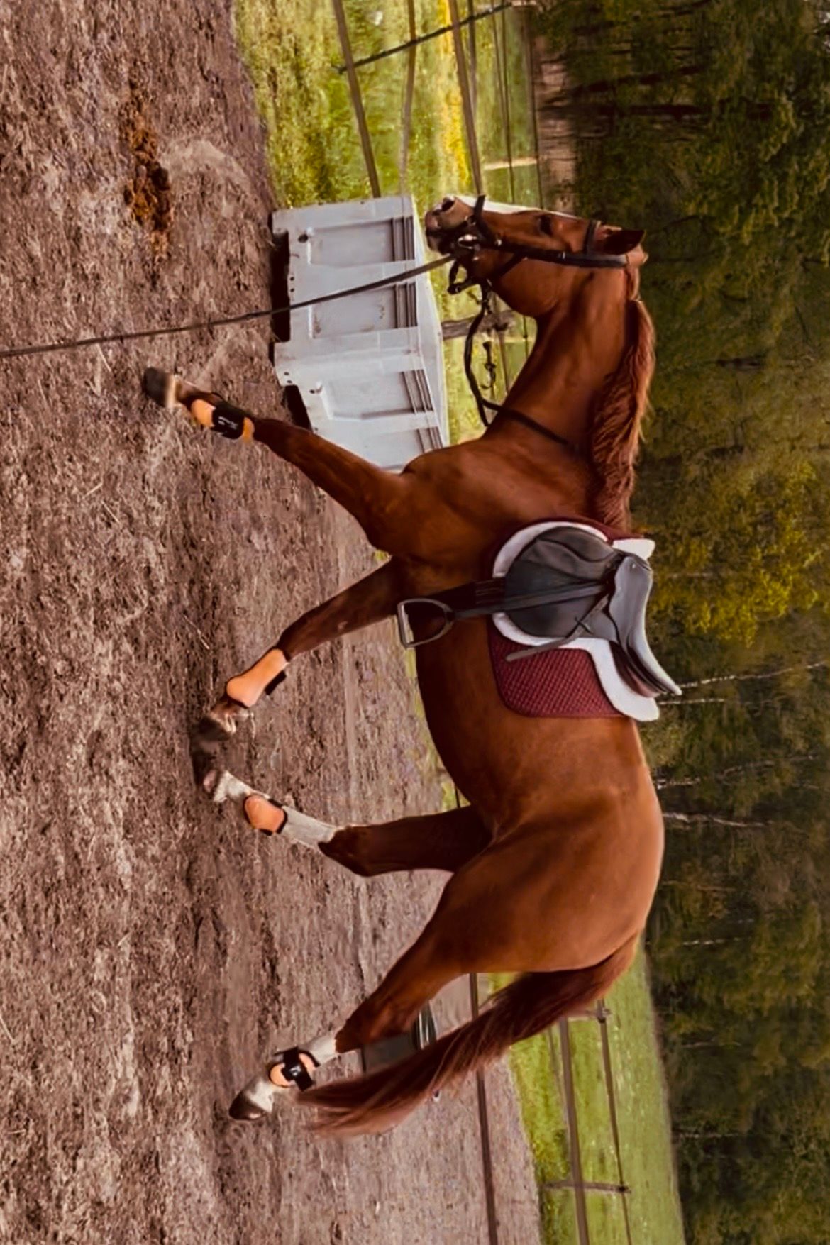 nrps dressuurpaard ruin 3 år vos till salu - Foto 6