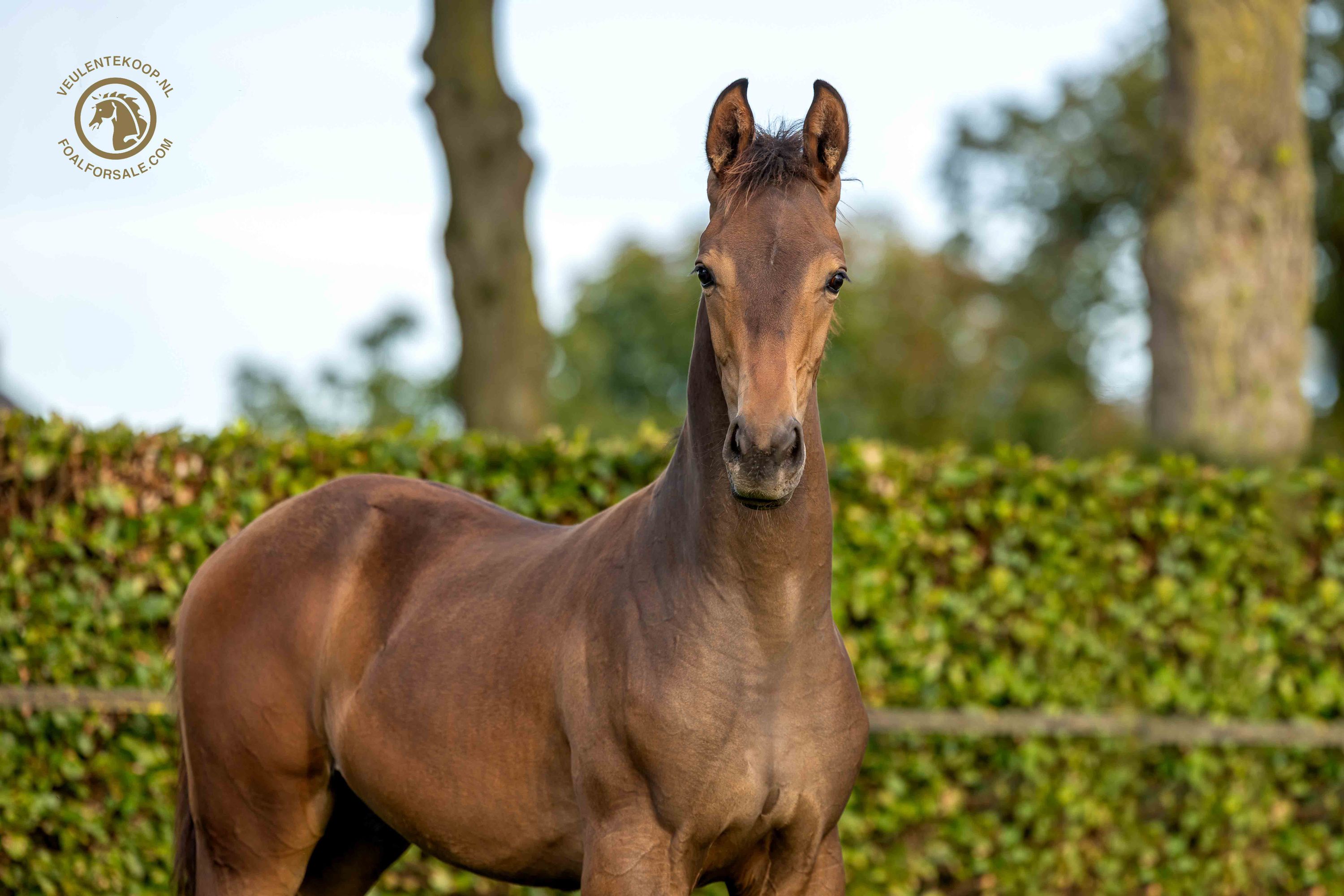 Promising Desperado son out of proven stallion dam!