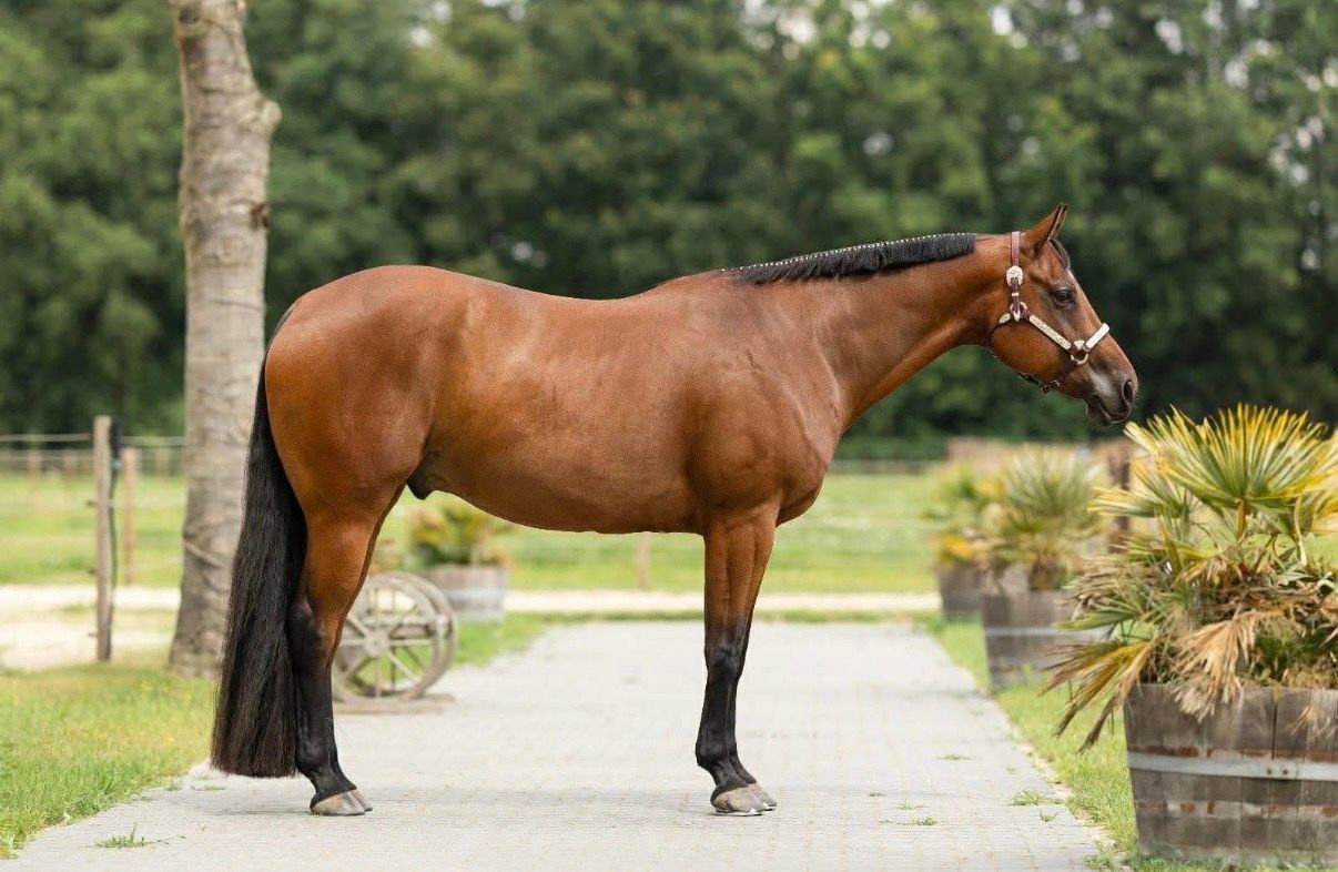 Super mooie allrounder Quarterhorse