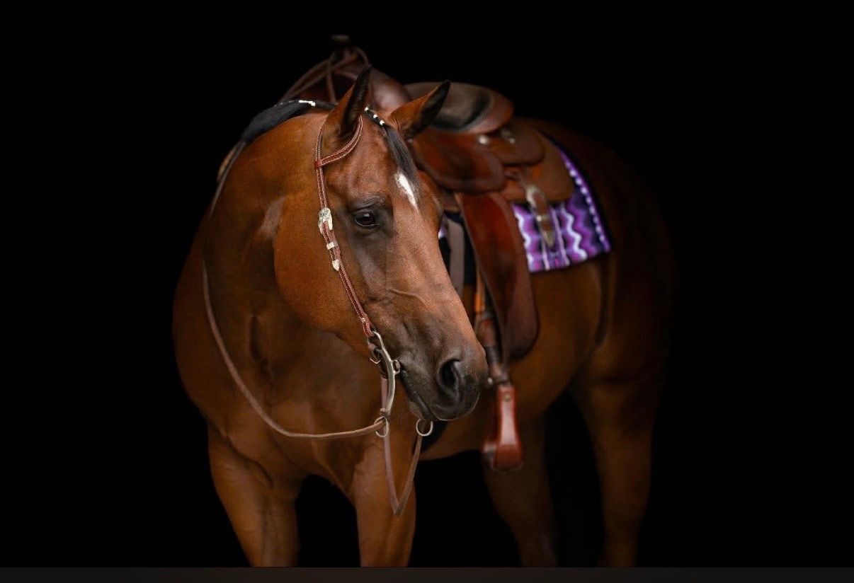 quarter-horse western-paard ruin 7 år bruin till salu - Foto 2