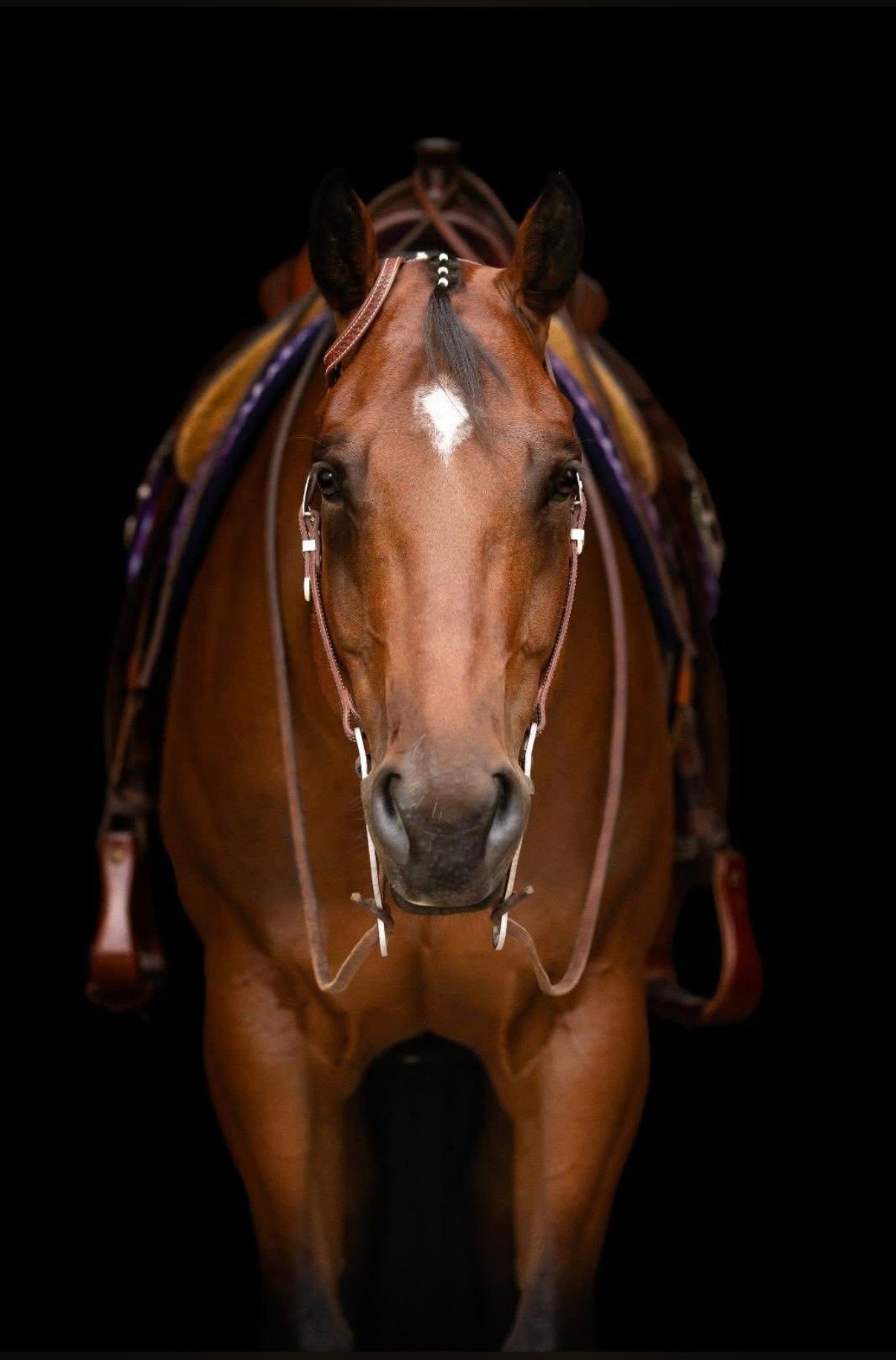 quarter-horse western-paard ruin 7 år bruin till salu - Foto 3
