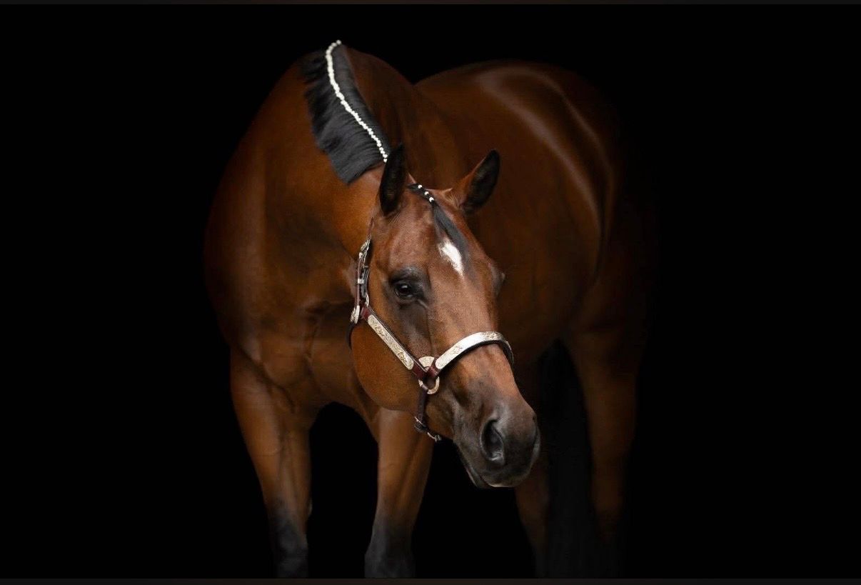 quarter-horse western-paard ruin 7 år bruin till salu - Foto 4